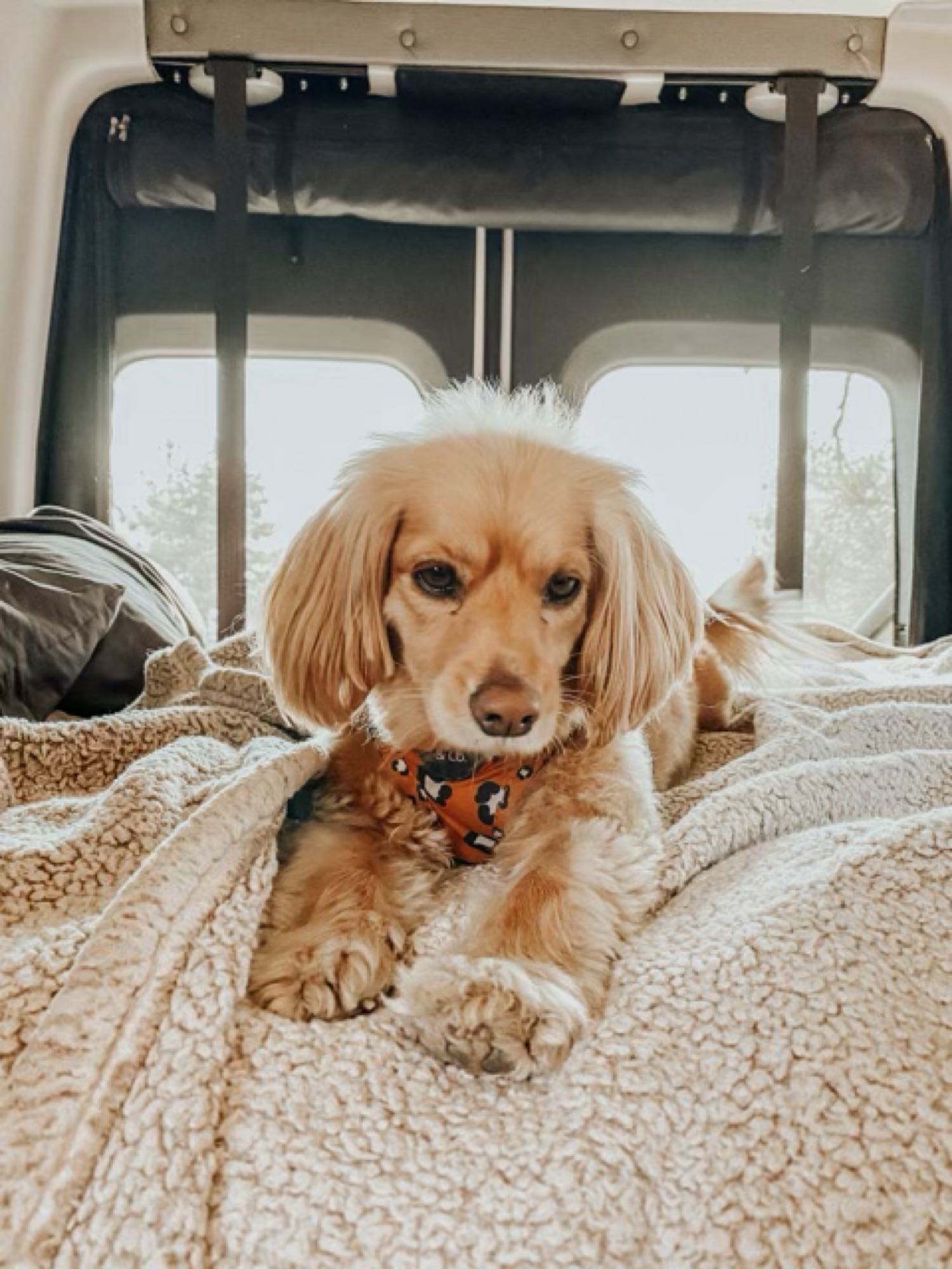 Comfortable golden dog on a plush blanket in an RV rental, relaxing during pet-friendly travel. Bright windows in background.. Winnebago Revel 2021