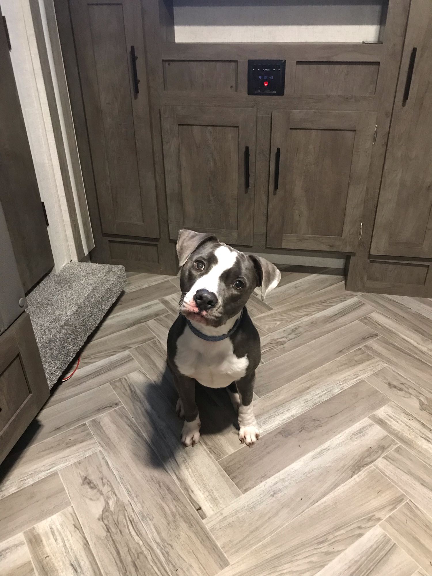 A playful gray and white dog poses in a cozy RV rental interior. Wood-look floor & RV control panel are visible.. Forest River Other 2021