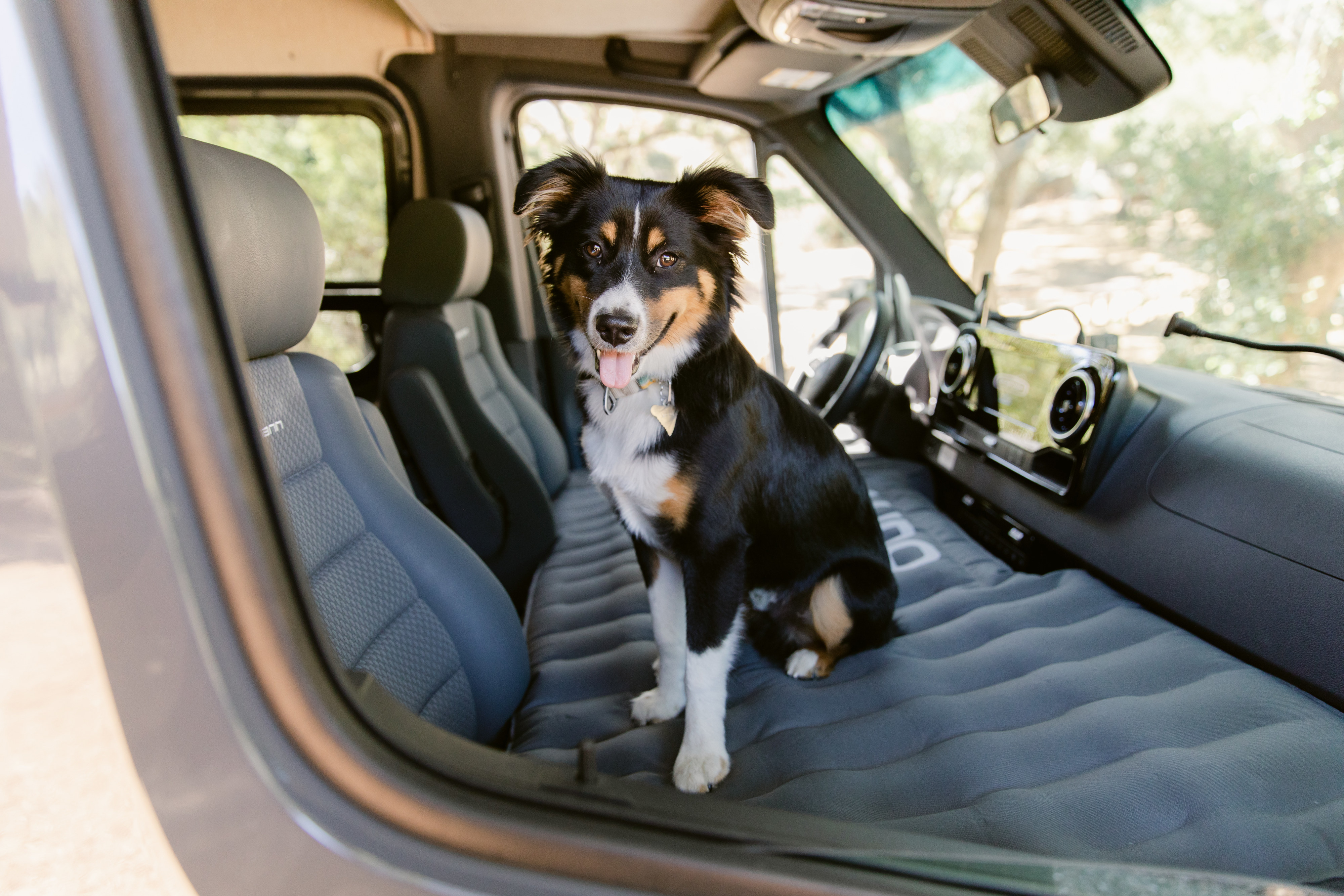 Happy tri-color dog in an RV rental van, sitting on a gray air mattress, ready for adventure.. Winnebago Revel 2021