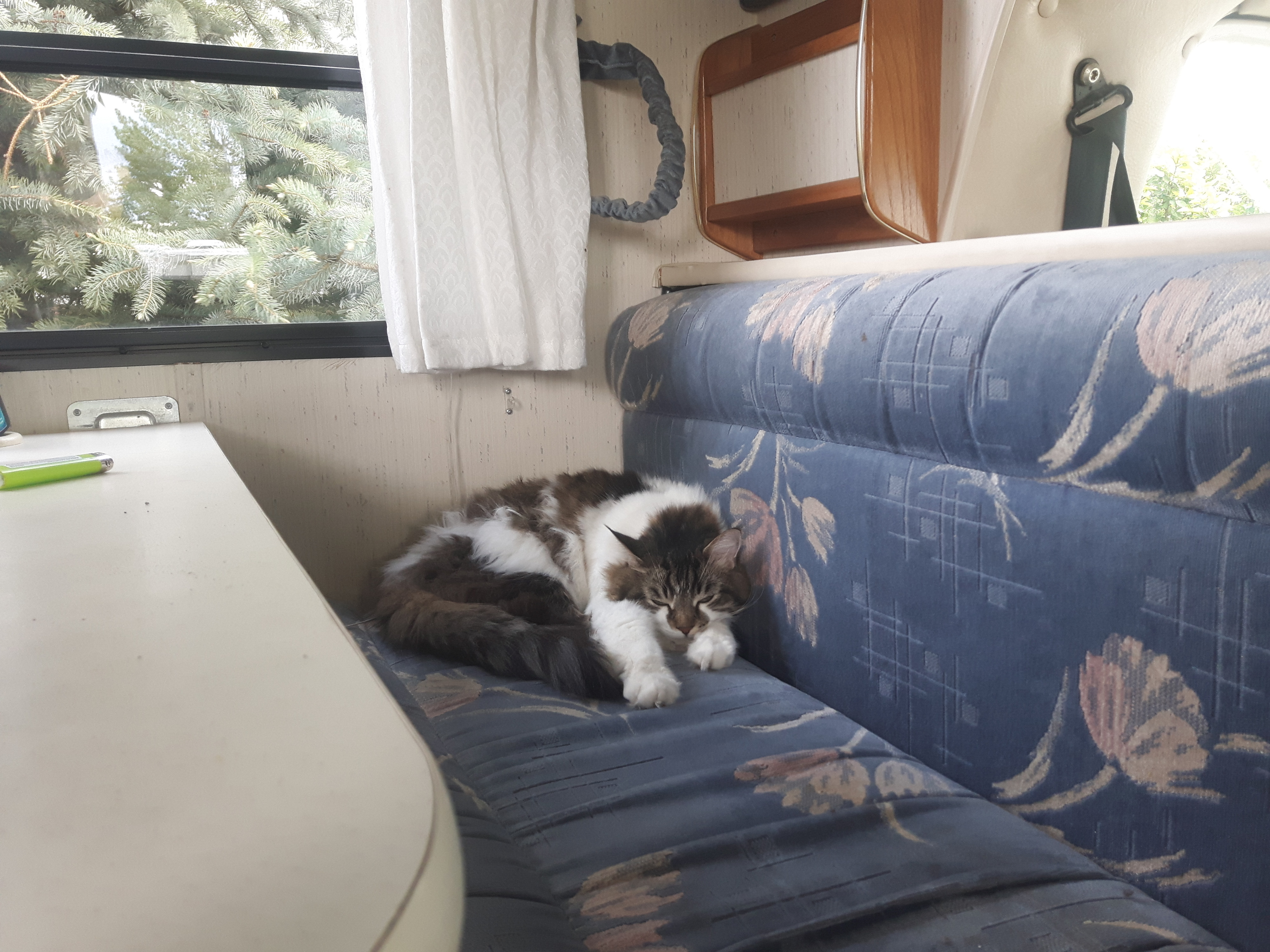 Peaceful cat nap in a cozy RV rental. Fluffy brown and white feline rests on a patterned blue couch inside the camper.. Ford Royal Classic 1990