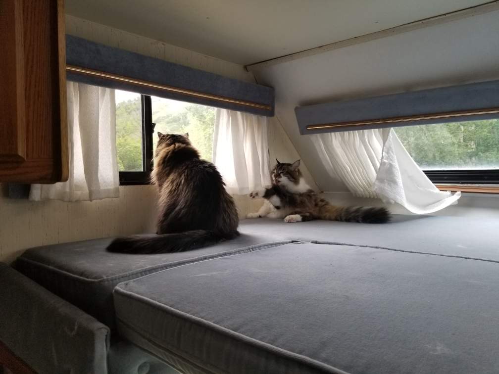 Two fluffy cats enjoy the view inside a cozy RV rental. Perfect pet travel companions!. Ford Royal Classic 1990