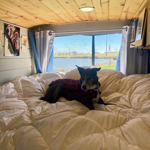 Cozy RV rental view: Dog in red plaid shirt on white bed, serene lake outside. Perfect getaway.. Ford Custom Transit 2018