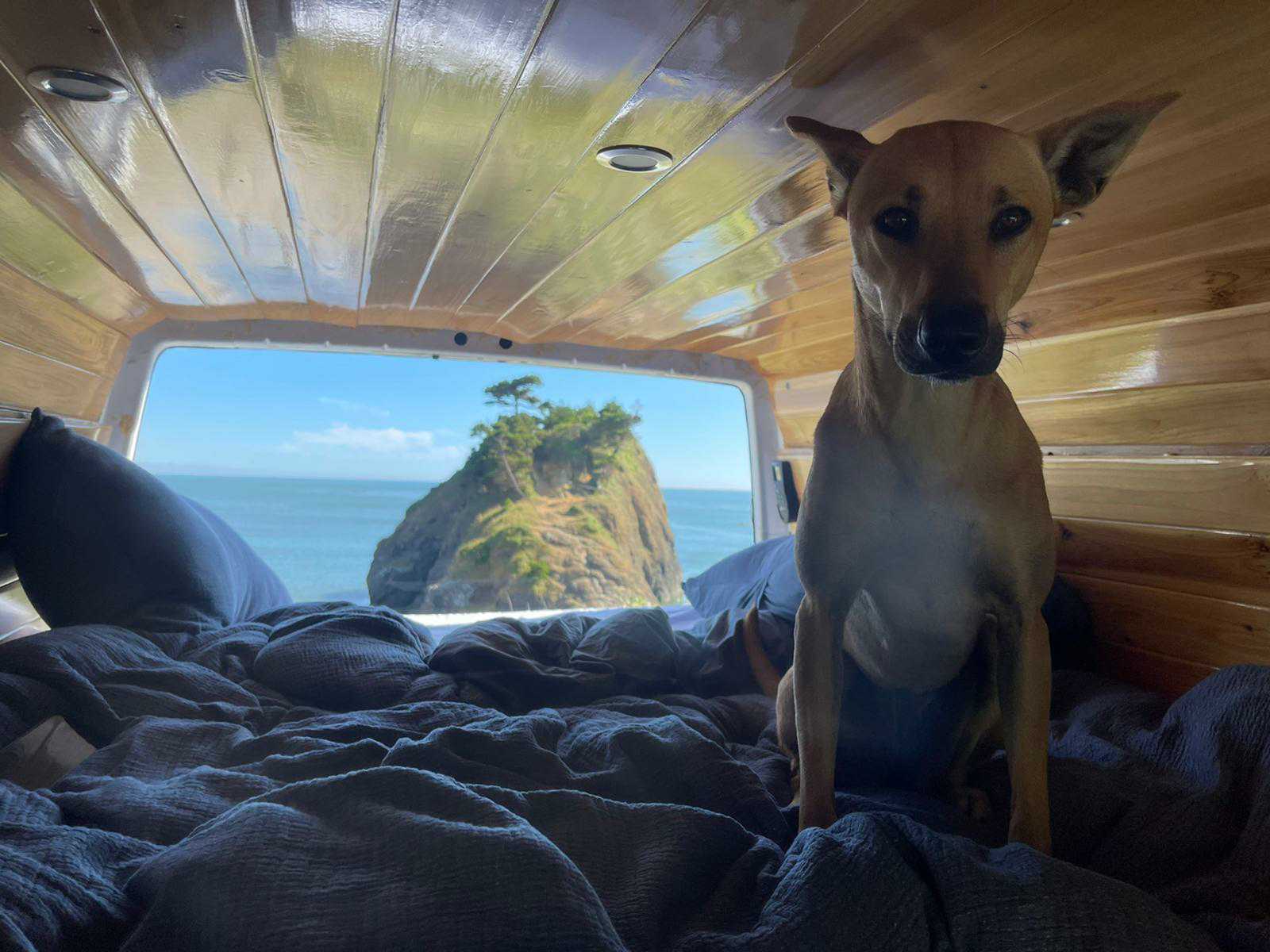 Inside an RV rental, a dog sits on a cozy bed with a stunning ocean view of a sea stack, ideal for van life travel.. Mercedes Sprinter 2006