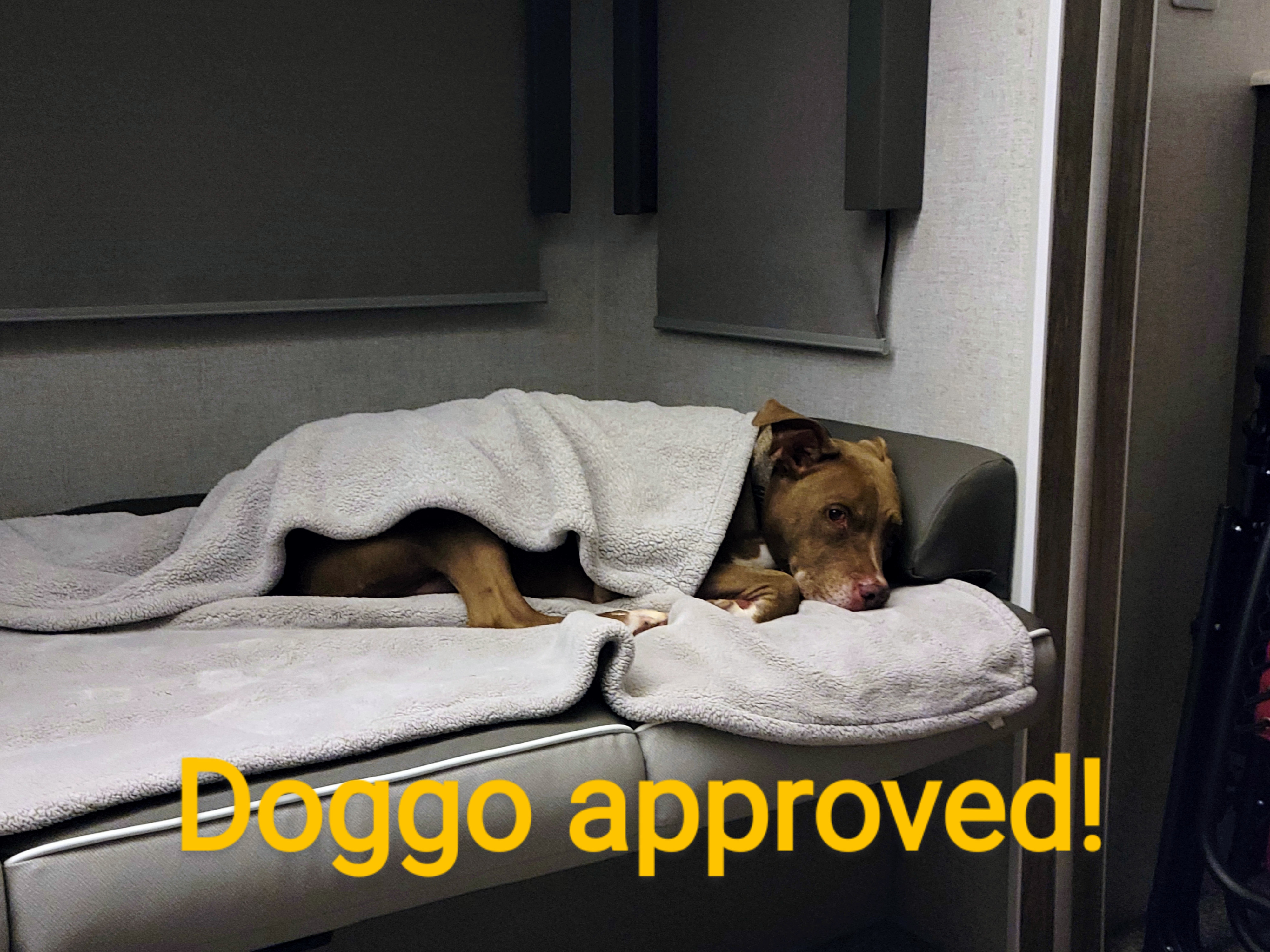 Our RV rental gets the 'doggo approved' seal! A happy brown dog is super comfy on the bed, enjoying pet-friendly travel.. Forest River Salem 2021
