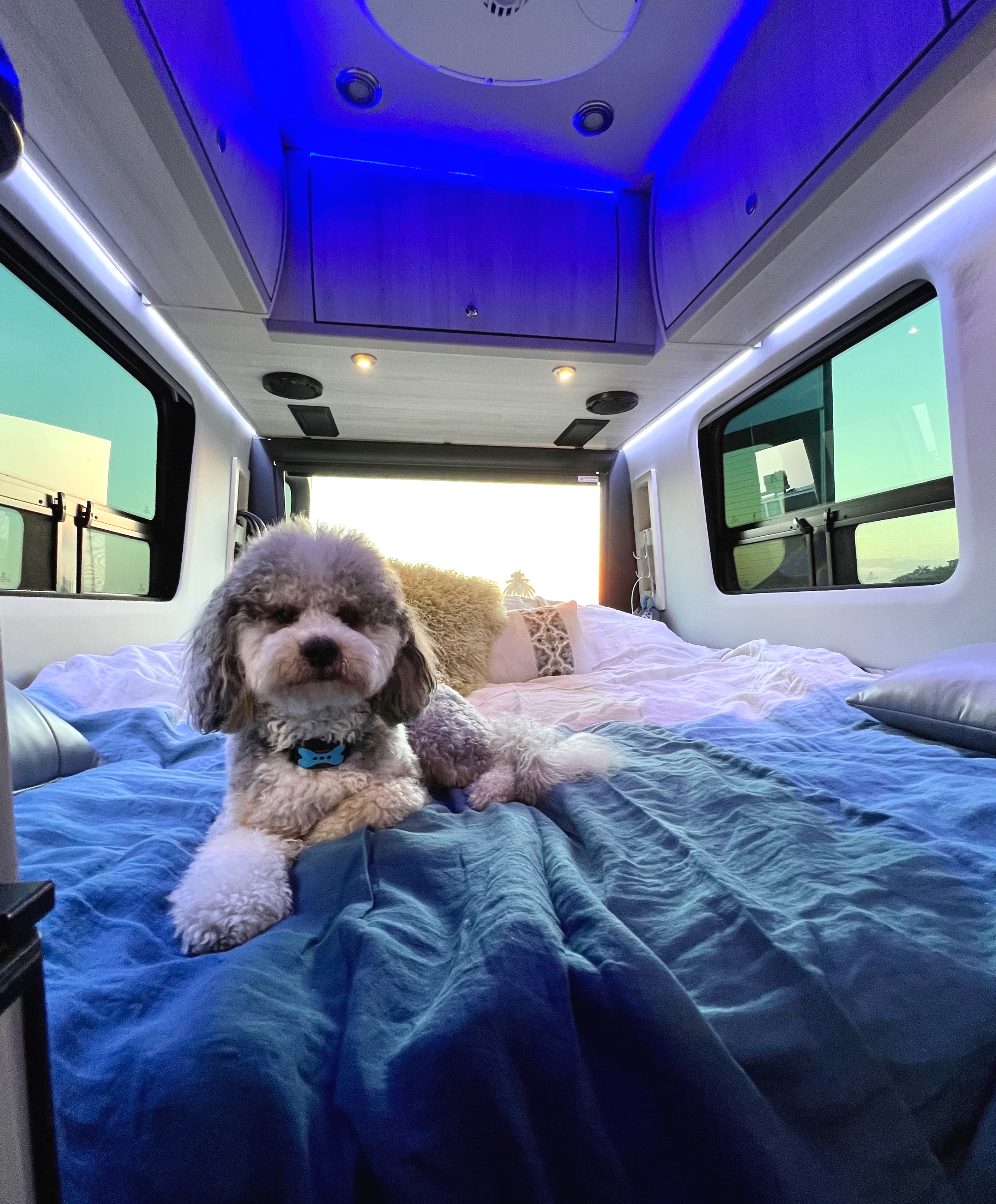 Pet Friendly . Grech Motors Strada 2022