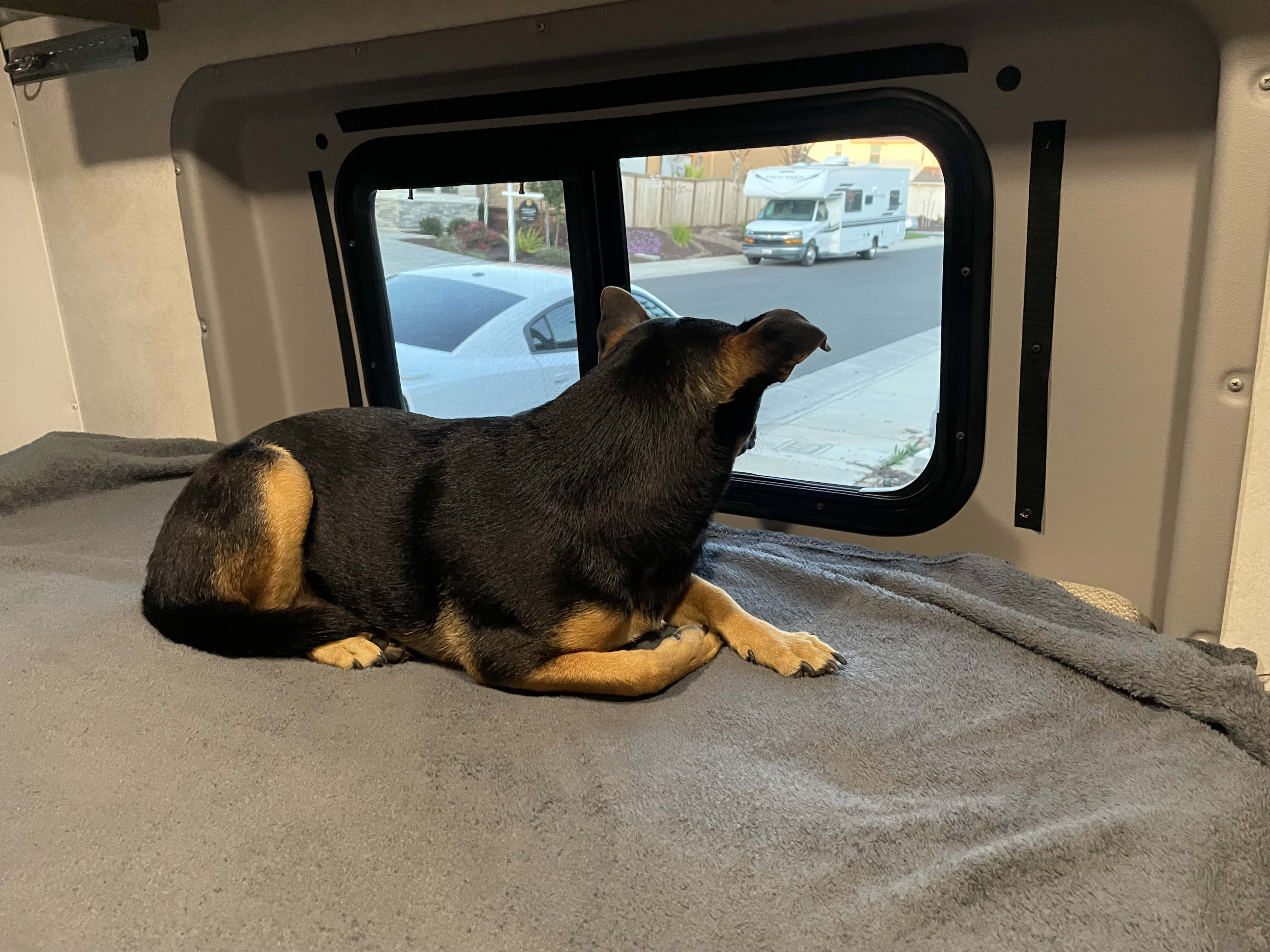 Relaxing pup in an RV rental, gazing outside through the window at another RV and cars.. Winnebago Winnebago 2023