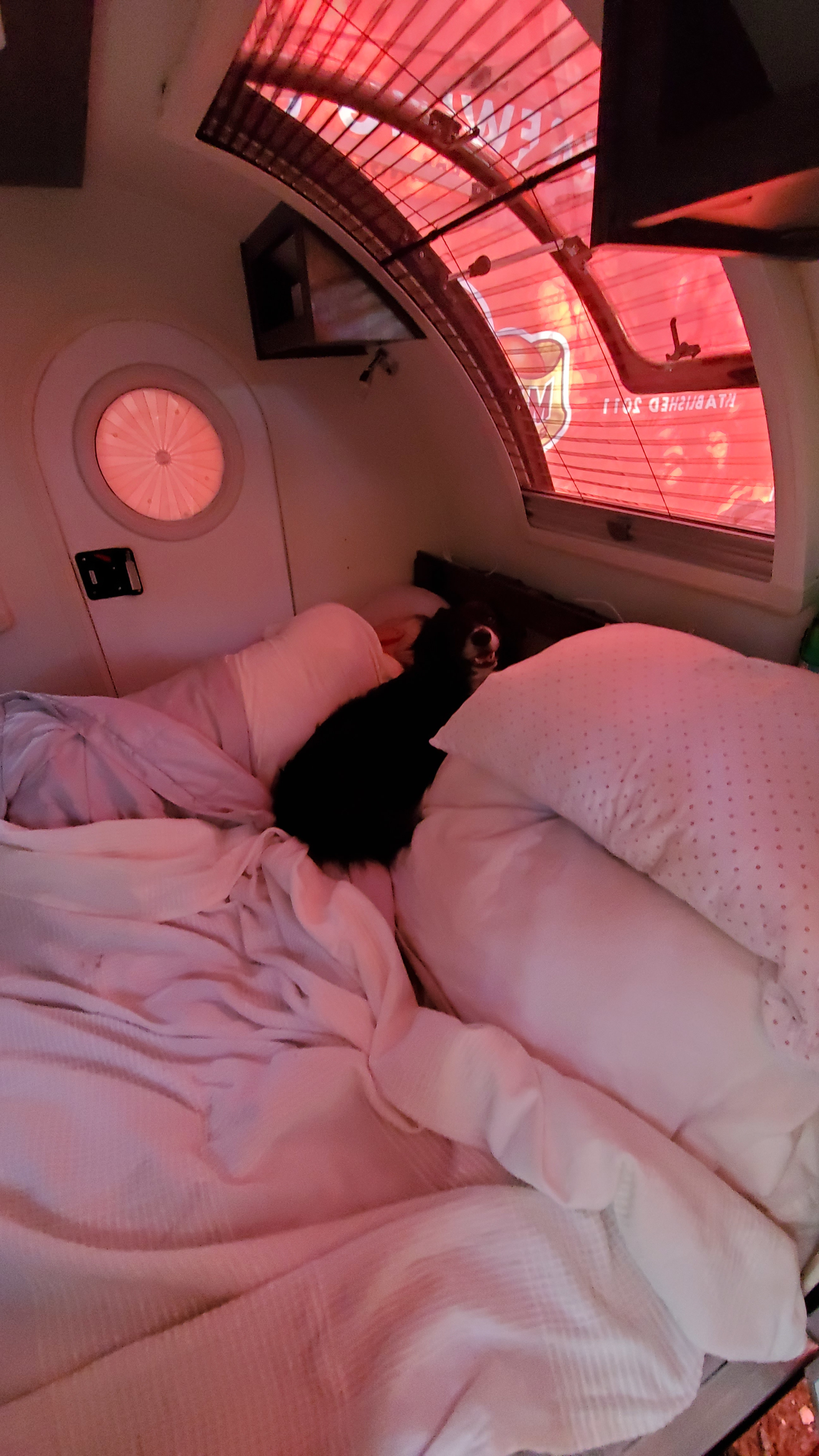 In a cozy RV rental, a person sleeps while a black dog peeks from the bed, bathed in red window light.. nuCamp T@G 2021