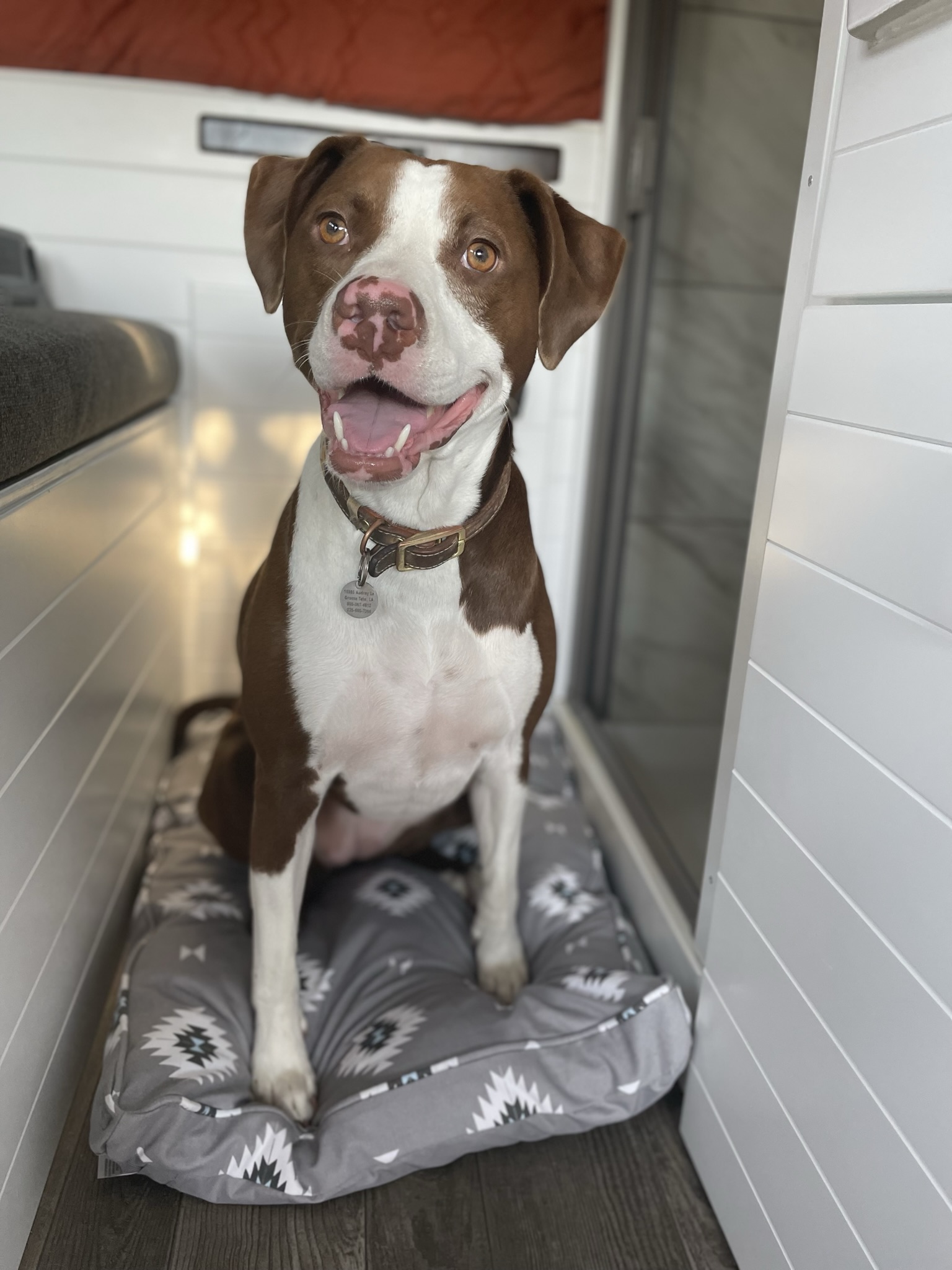 Pet-friendly rv rental: A happy brown and white dog with a collar tag sits on its patterned bed inside a modern camper.. Mercedes-Benz Sprinter 2022