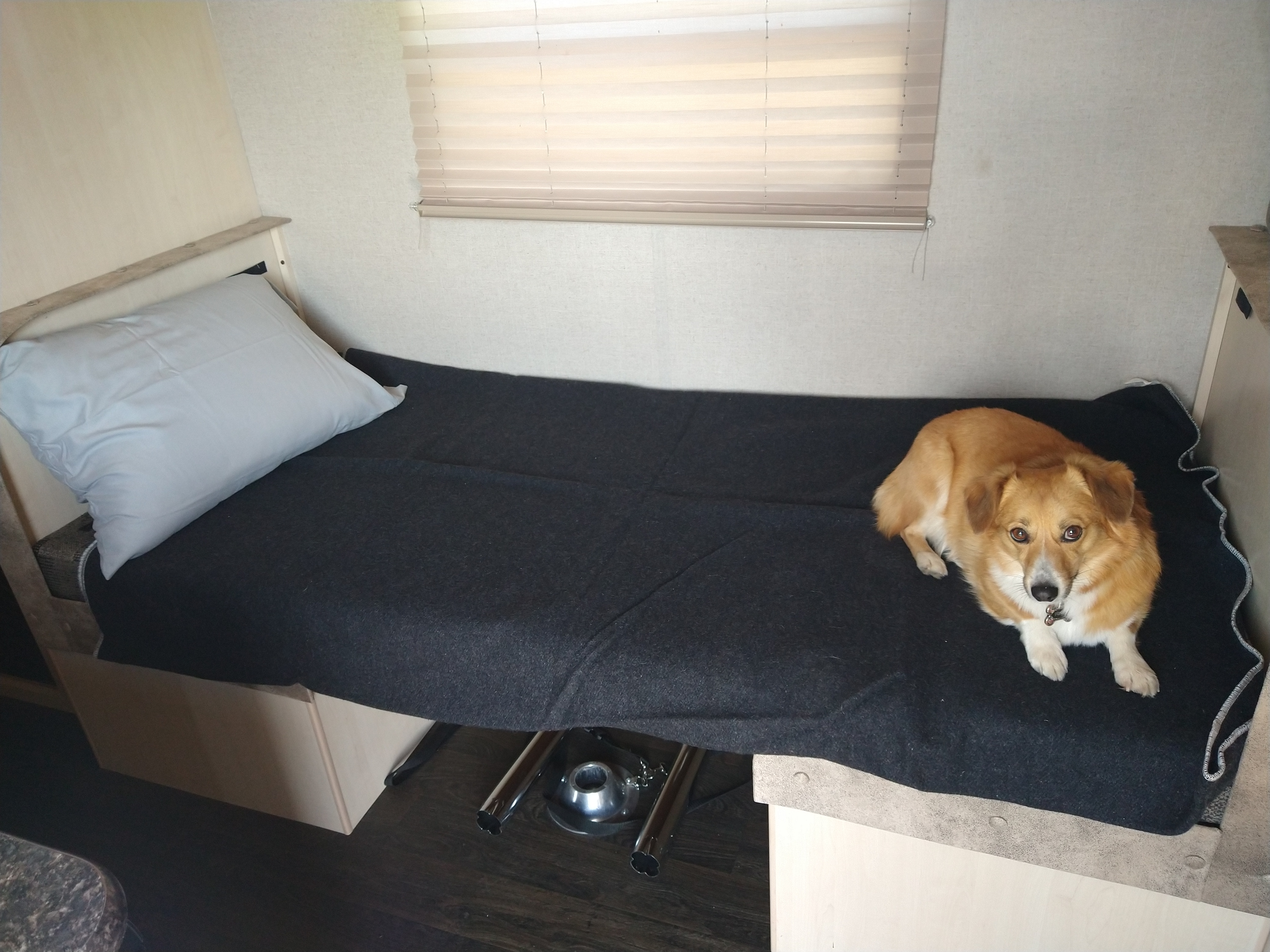 A happy dog lies on a dark bed in a cozy rv rental, with a light pillow and window blinds, perfect for travel.. Minnie Micro Minnie 2018