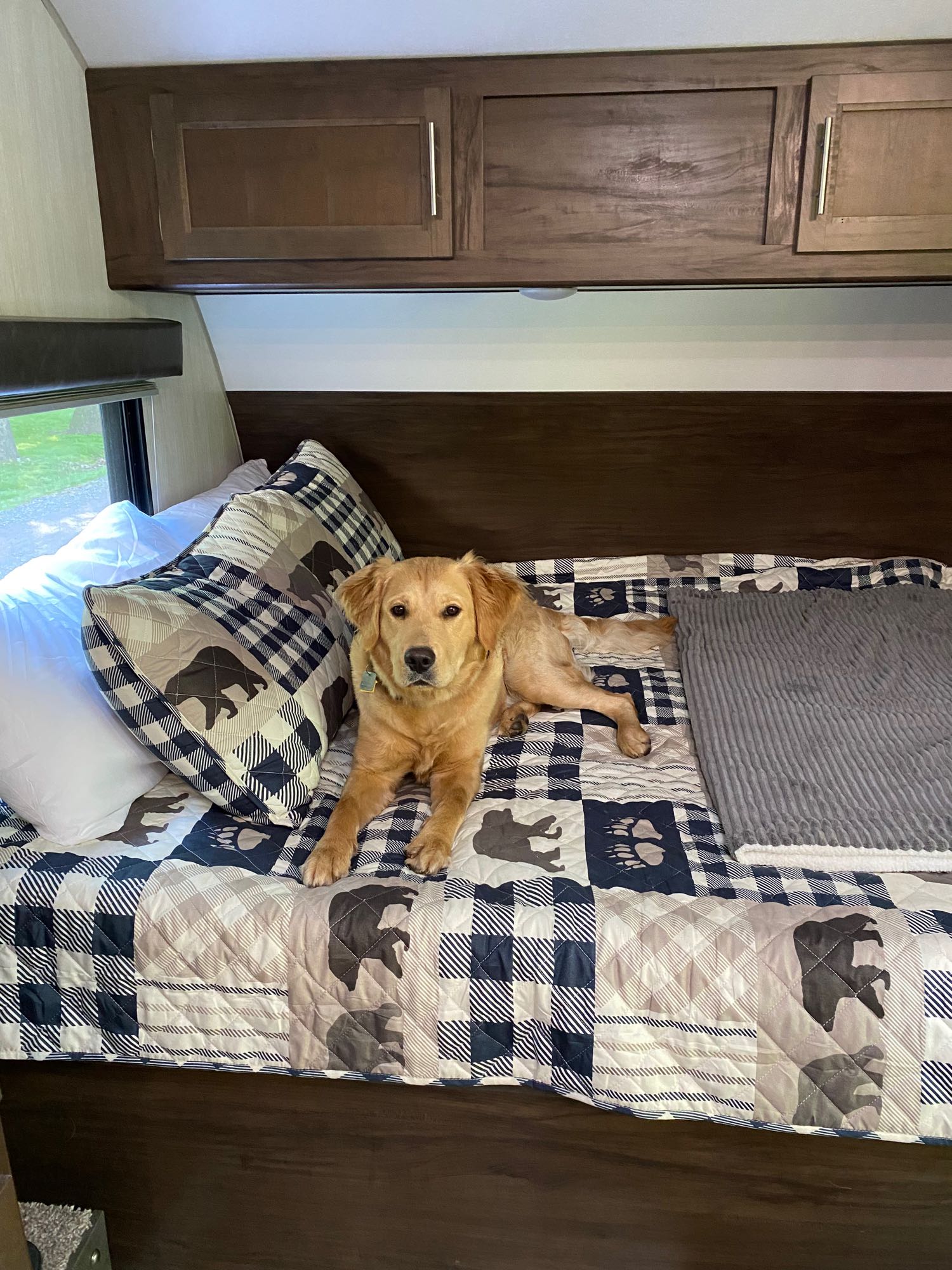 Golden retriever relaxes on a cozy bed in a pet-friendly rv rental, perfect for travel adventures.. Forest River Cherokee Grey Wolf 2019