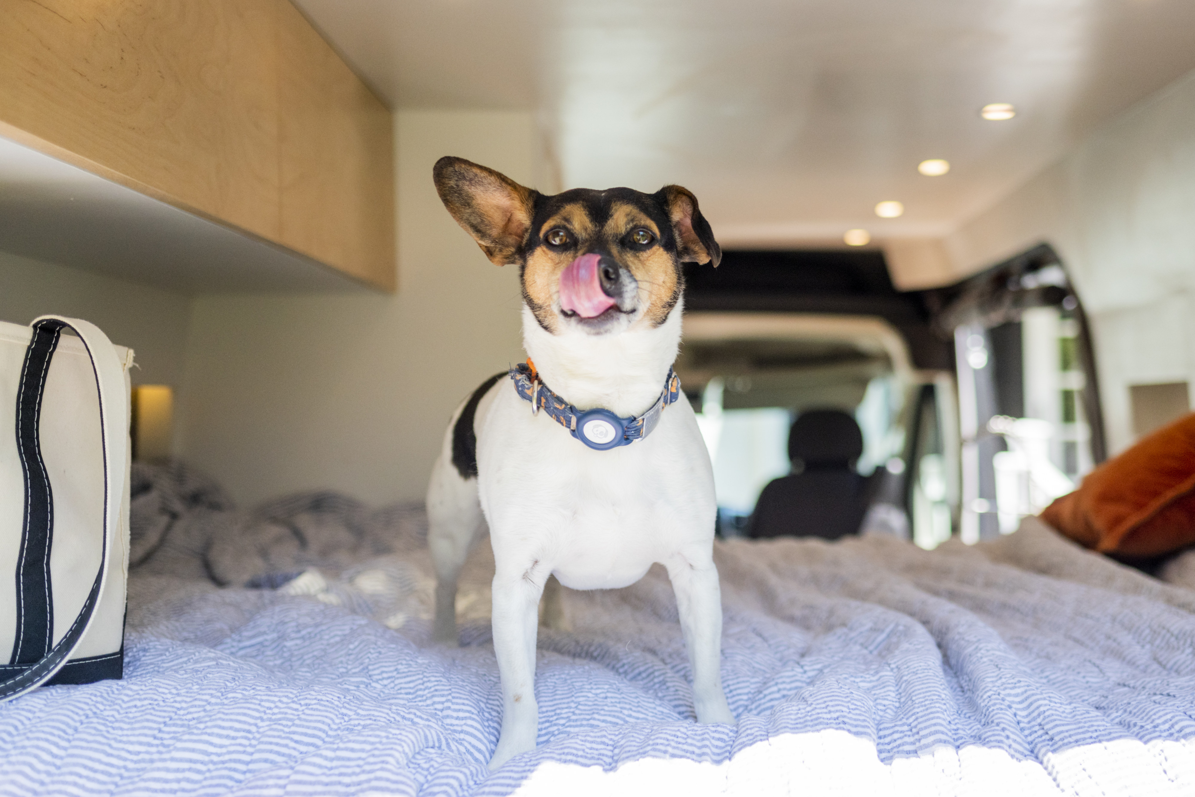 Happy dog licking its nose on a bed inside a cozy RV rental, ready for travel adventures!. Dodge Ram Promaster 3500 2021