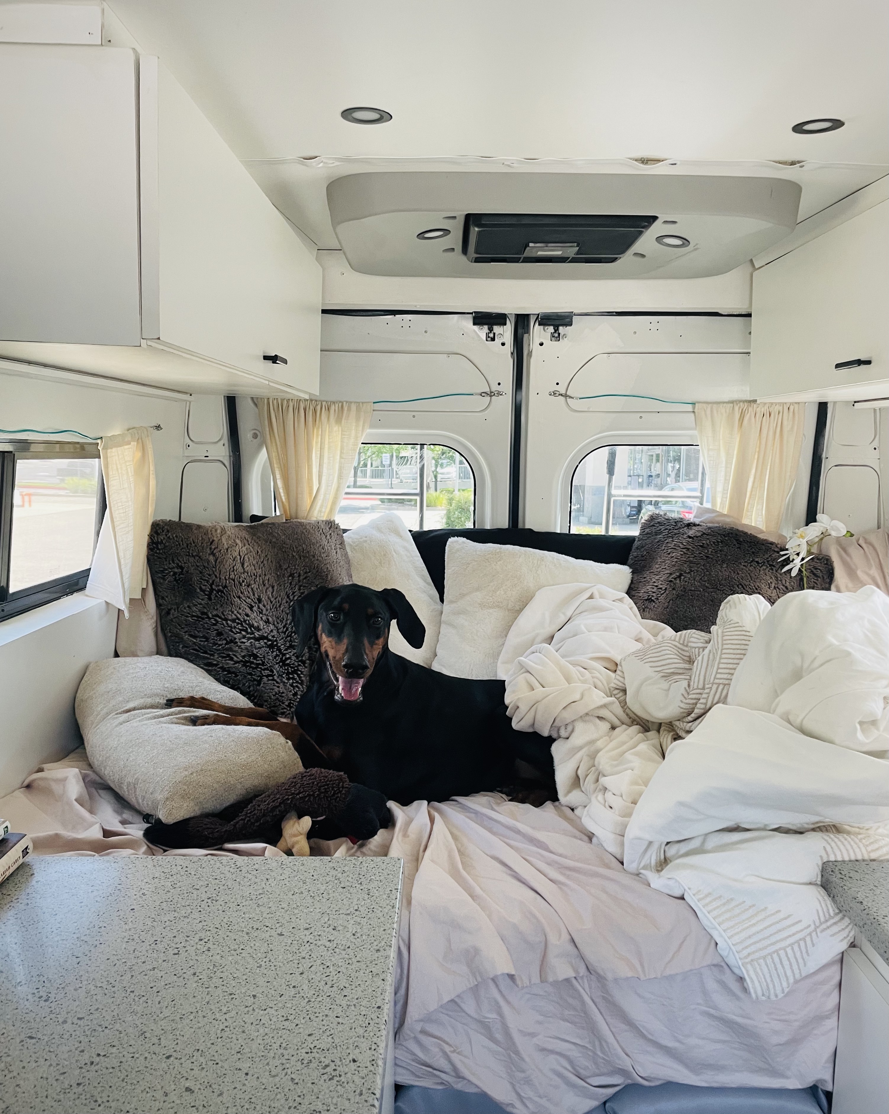 Inside a comfy RV rental: A black and tan dog relaxes on a bed surrounded by pillows, showing a cozy travel space.. Dodge RAM Promaster 2500 2019