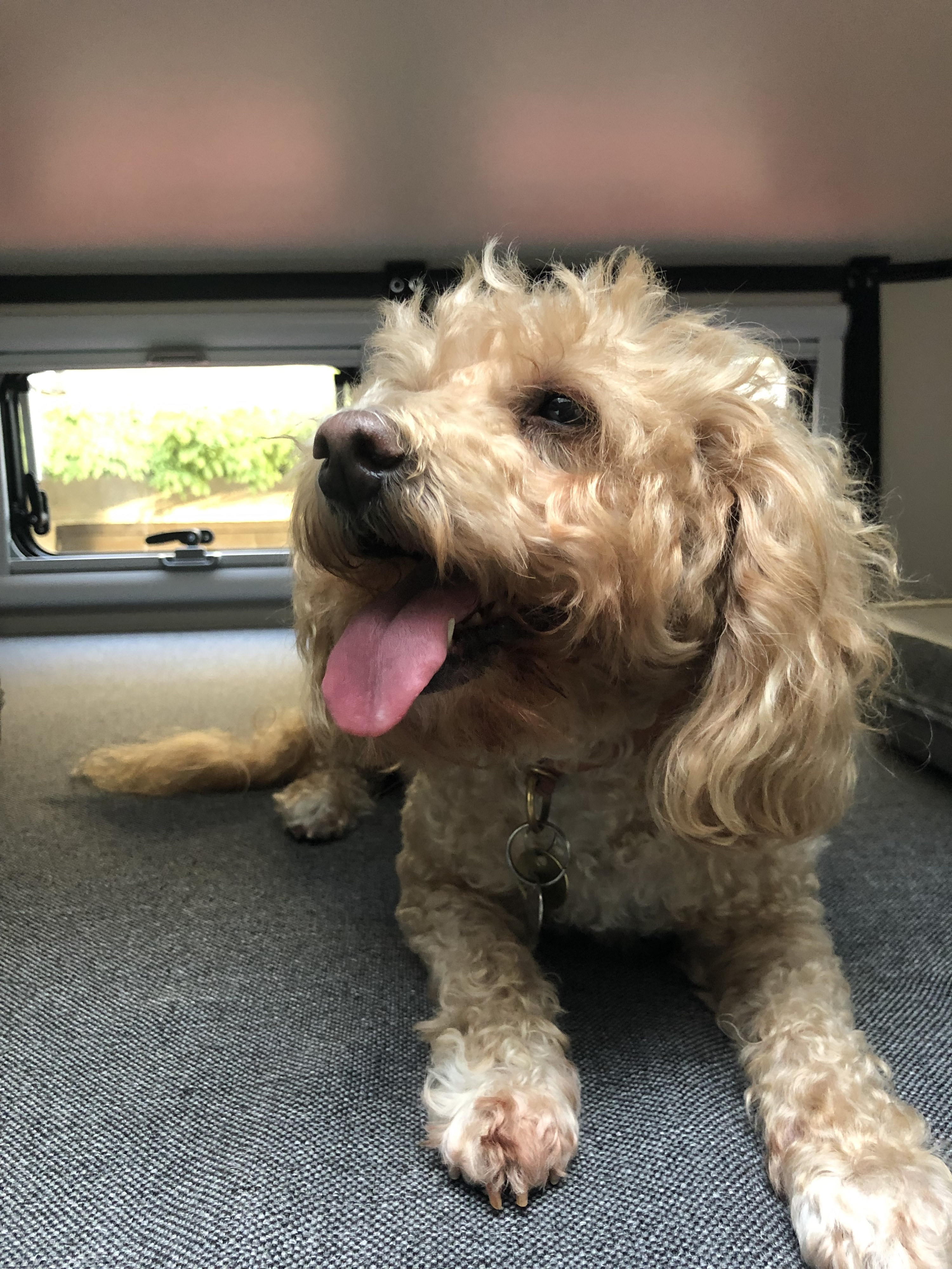 Cute fluffy dog, possibly a poodle mix, happily panting and resting in an RV rental with a scenic view outside.. Dodge Dodge Bighorn 3500 Heavy Duty Pu 2005