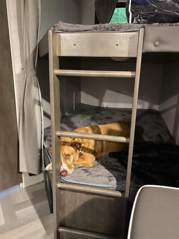 Happy dog relaxing in a cozy bunk bed inside an RV rental. Perfect pet travel comfort!. Forest River Wildwood X-Lite 2021