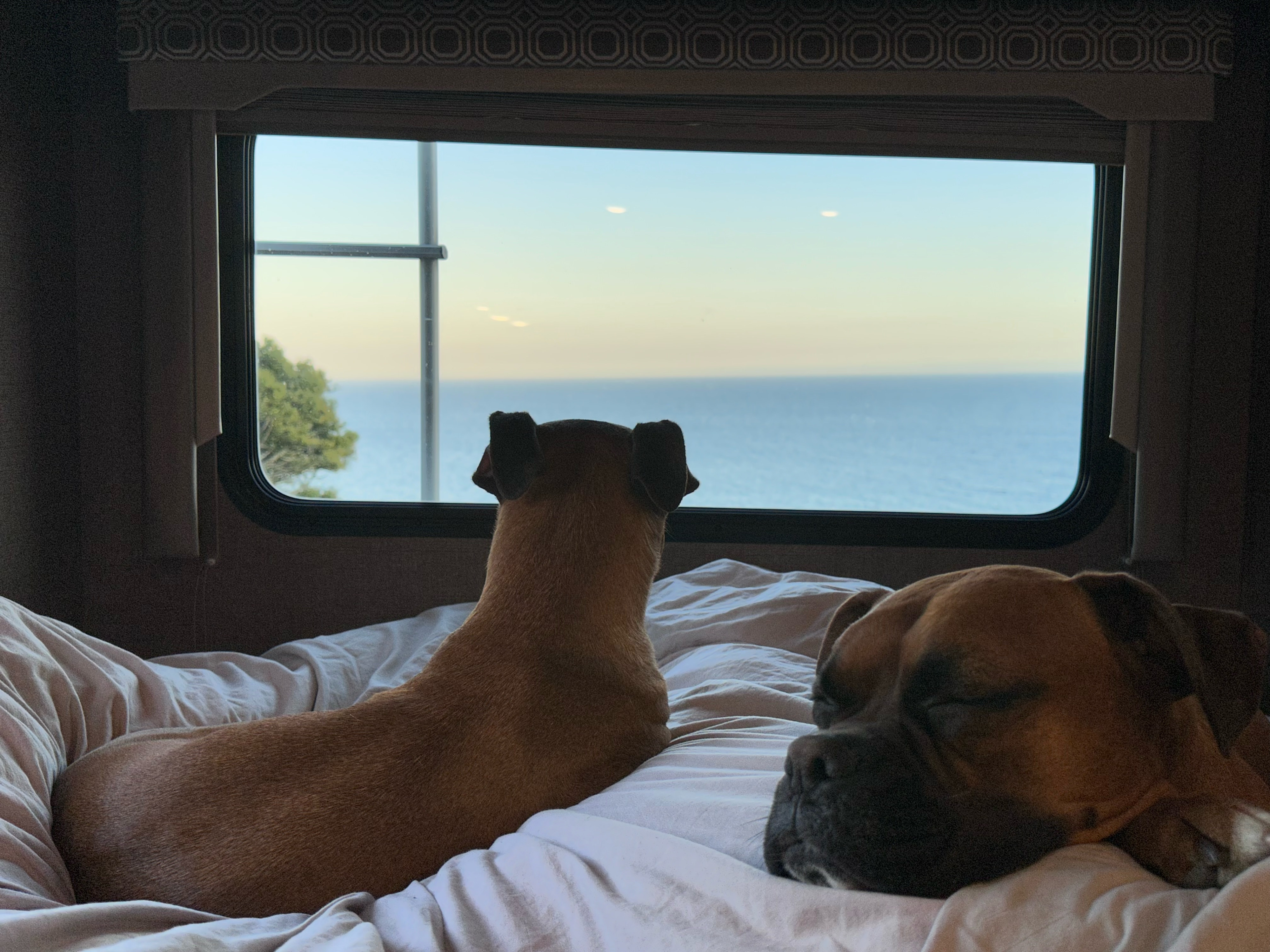Pet-friendly RV rental: two dogs on a bed. One dog watches the ocean view, the other sleeps comfortably.. Thor Four Winds 2020
