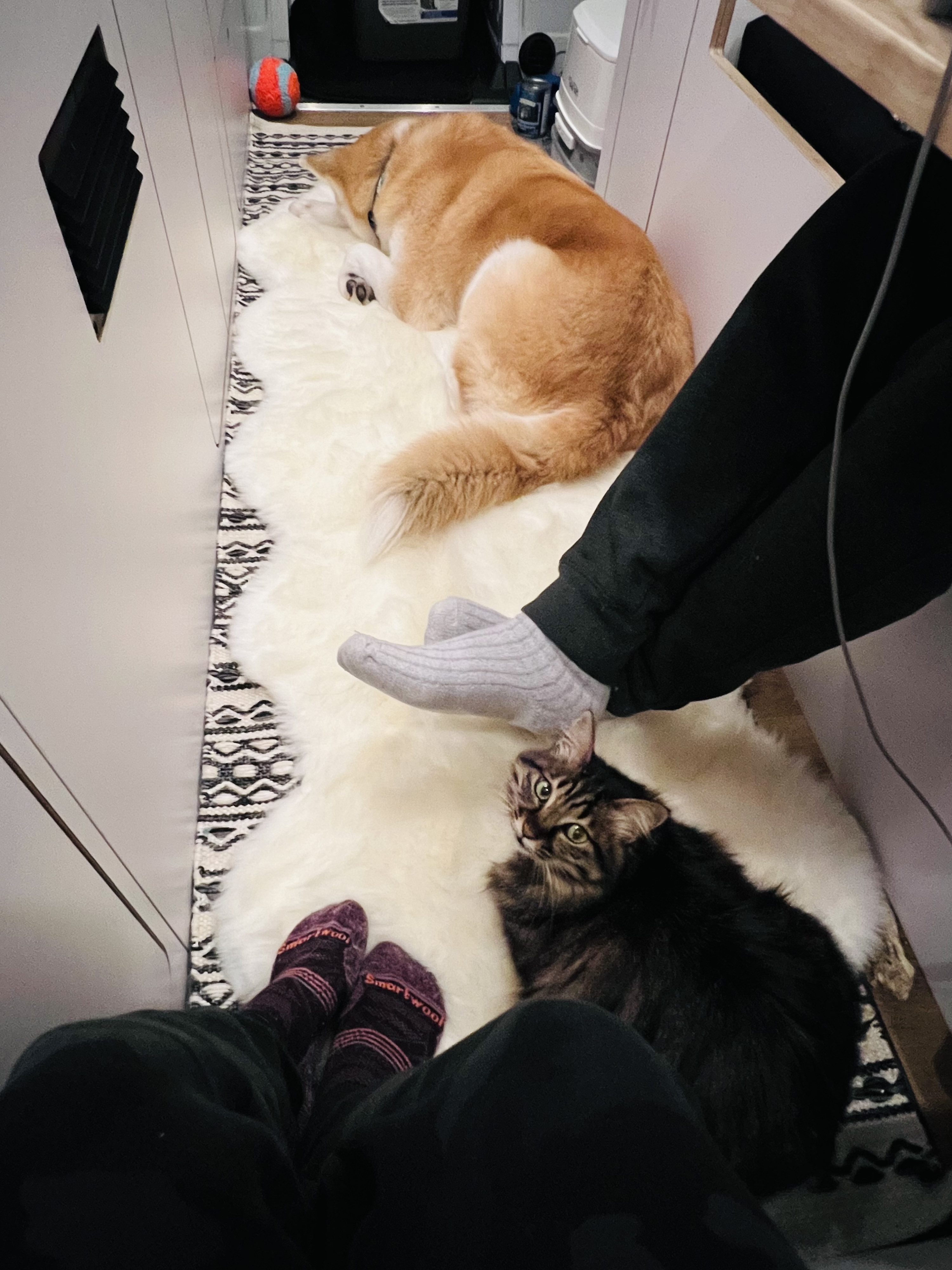 Inside an RV rental, a dog sleeps, a cat looks up, and two sets of feet rest on a fluffy rug.. VanCraft VanCraft Class B 2021