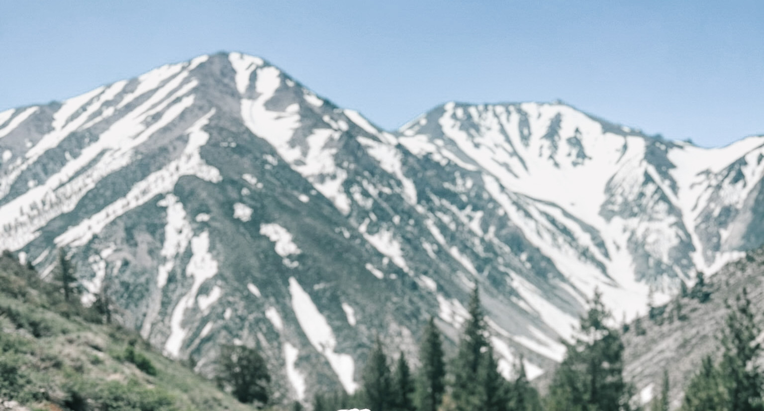 Owner Banner