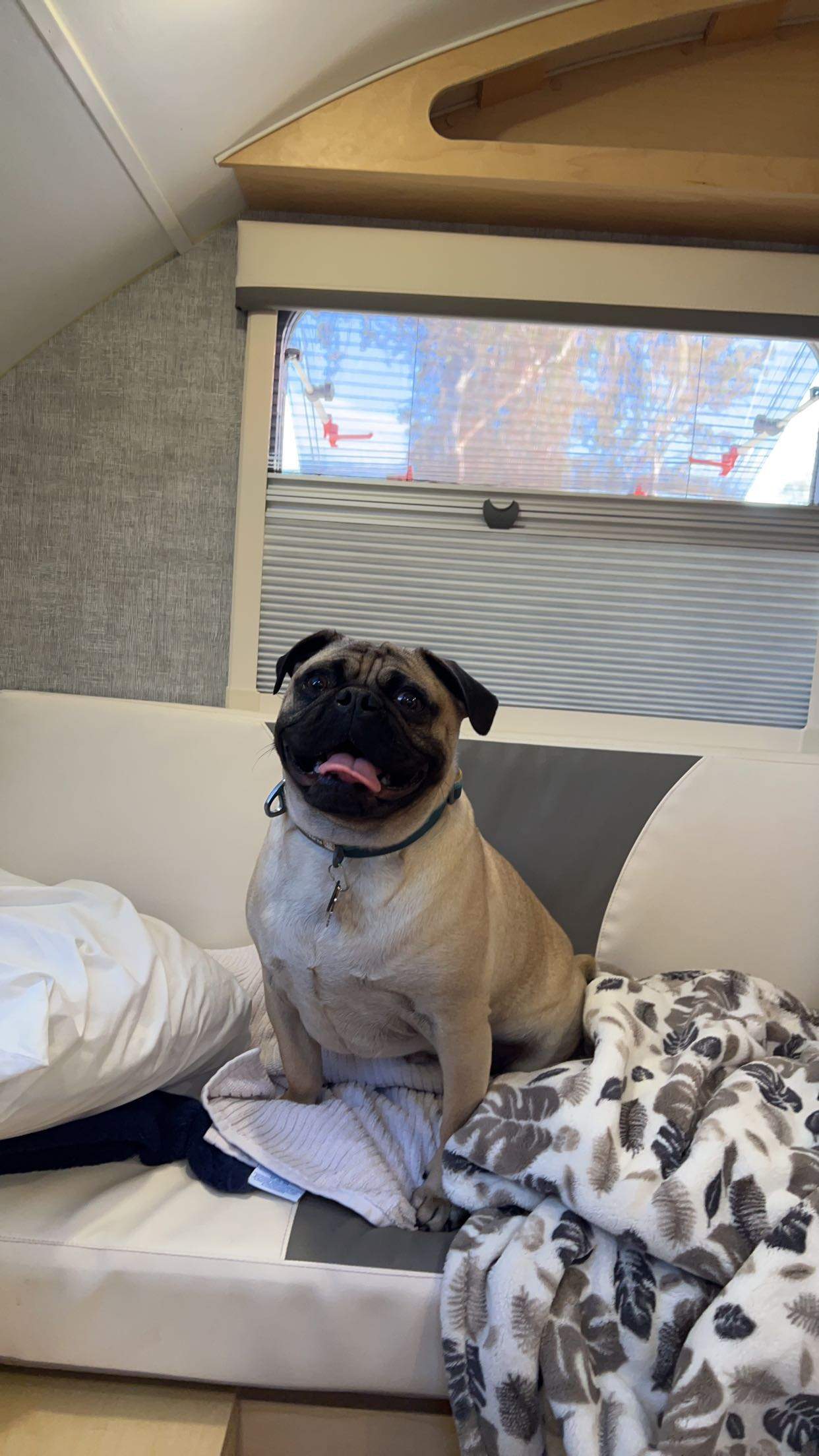 A fawn pug dog sits happily on a white and grey couch inside an RV rental, with a window in the background.. Little Guy Mini Max 2021
