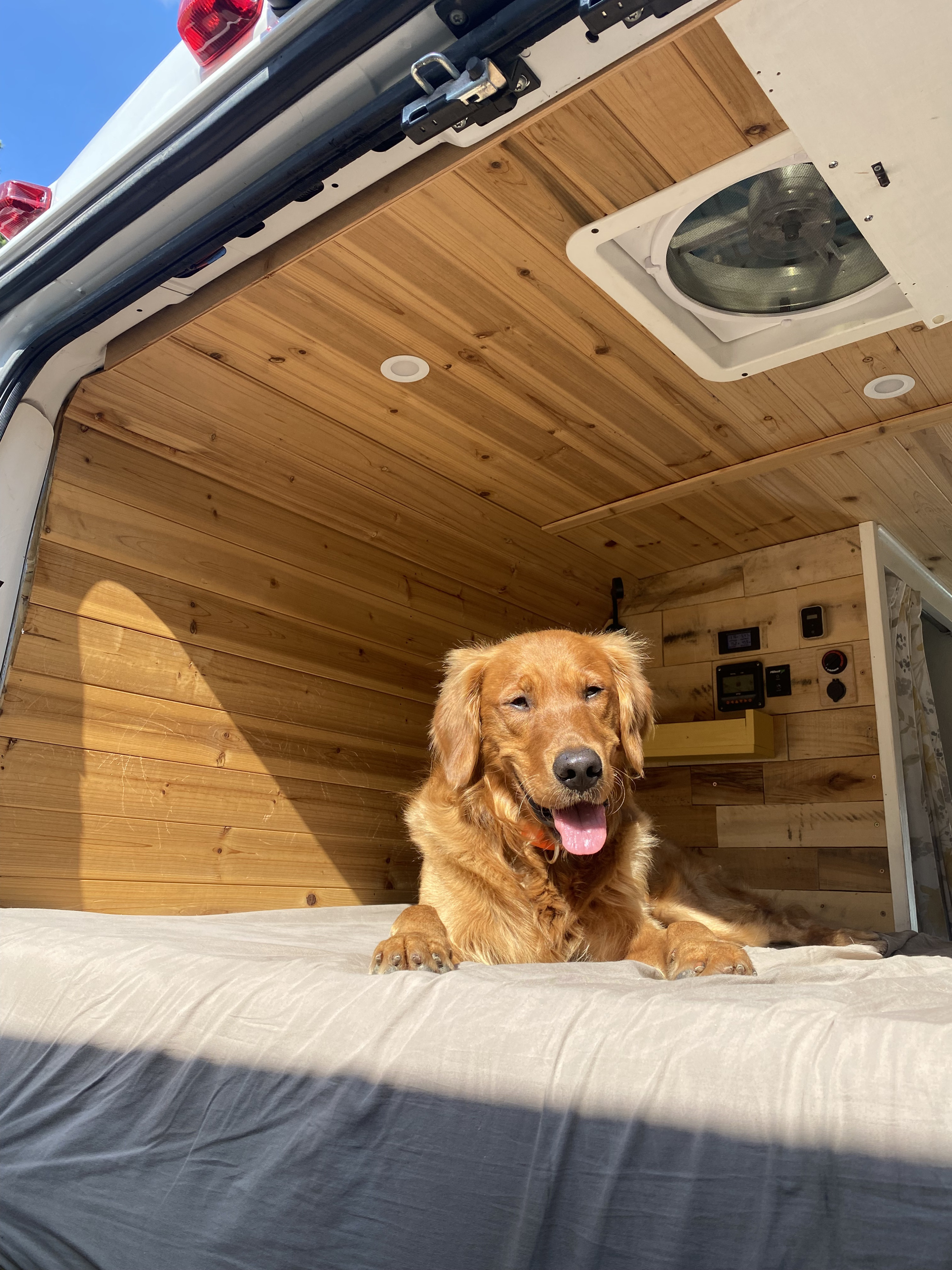 Golden retriever enjoying a dog-friendly RV rental! Cozy camper van interior with wood walls, fan, & controls.. Other Other 2015