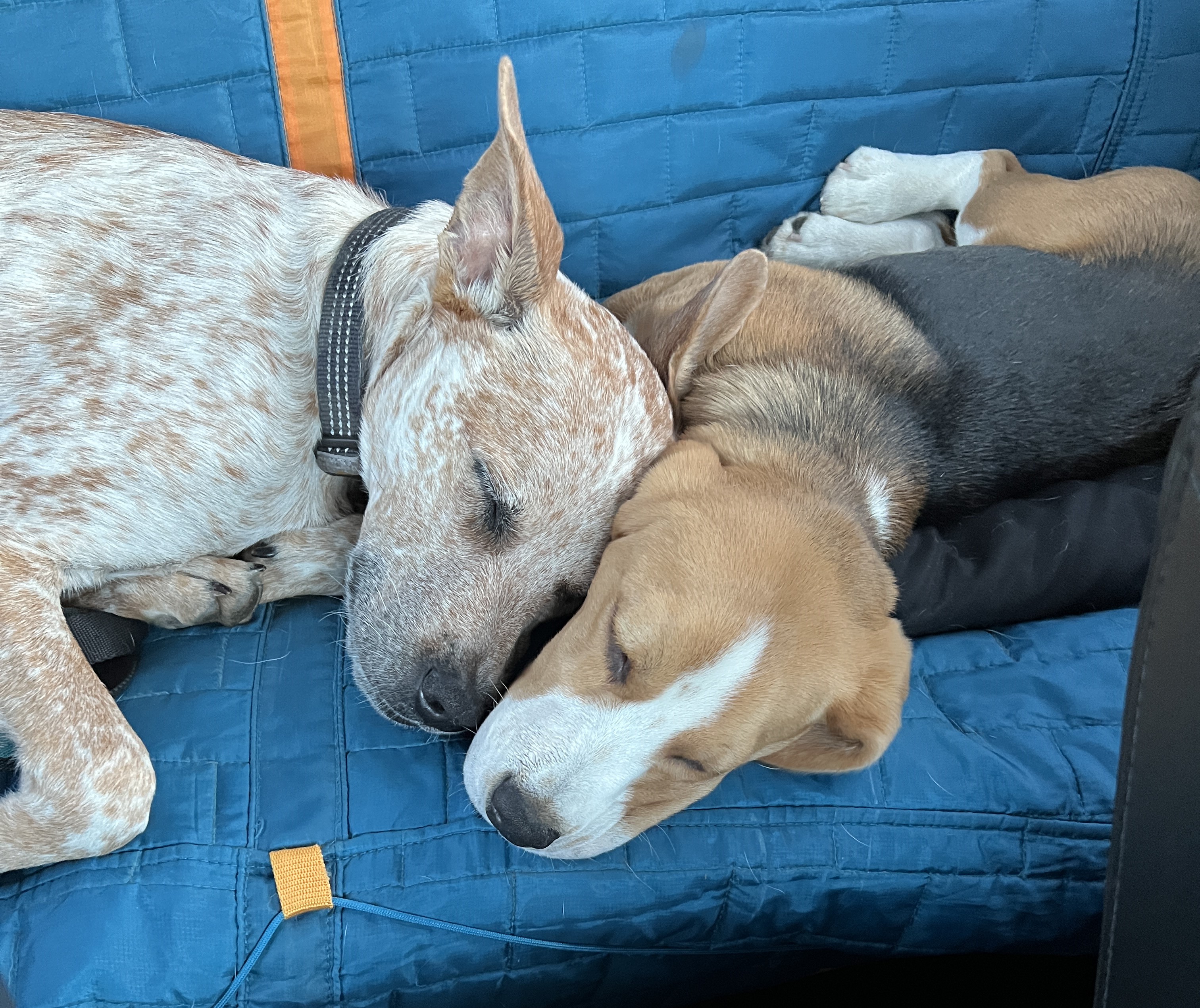 Forest River Viking 17FQS 2018