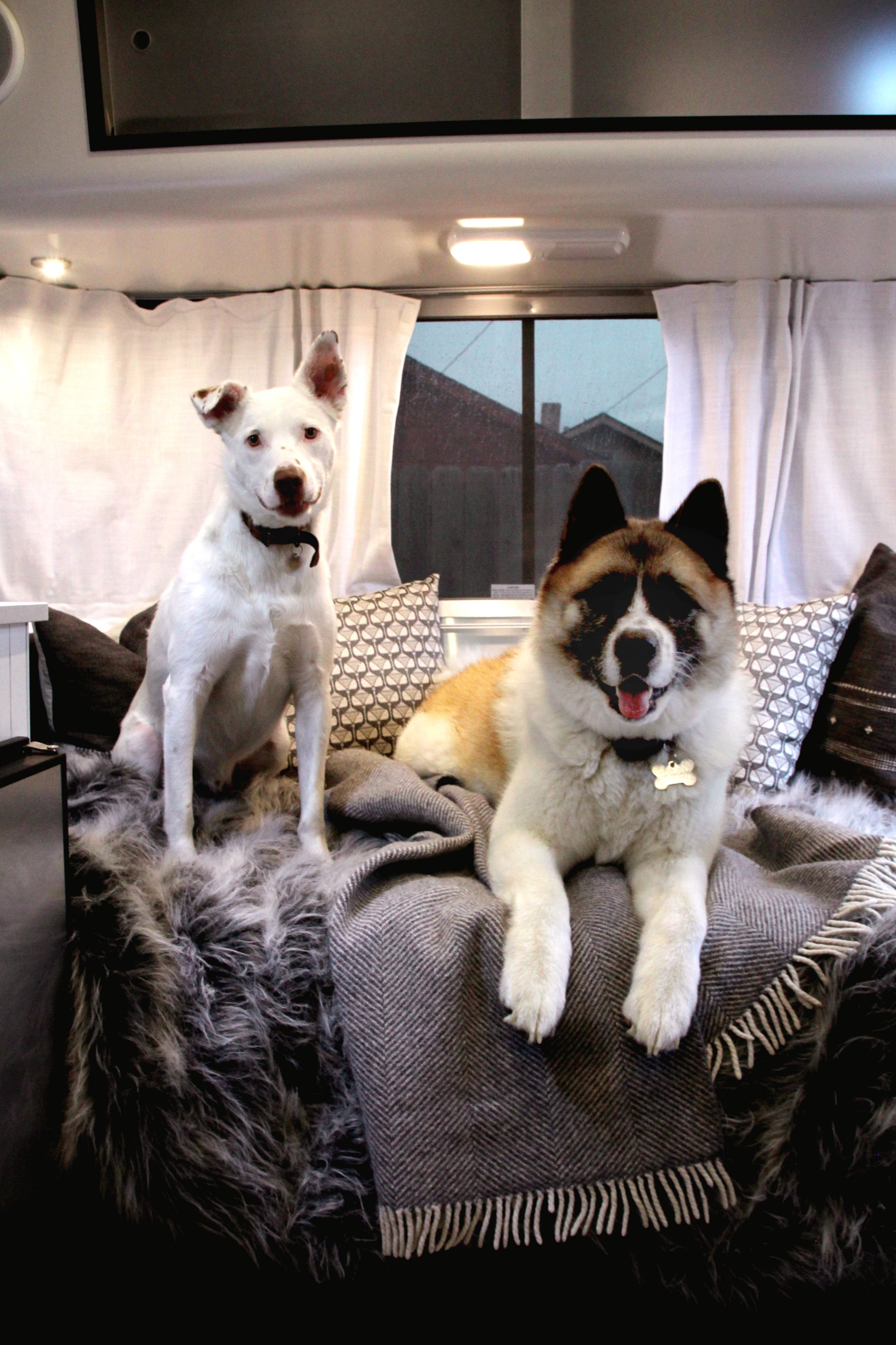 Two happy dogs, one white, one brown/black, relax on soft blankets inside a cozy RV rental, enjoying the window view.. Airstream Caravel 2022