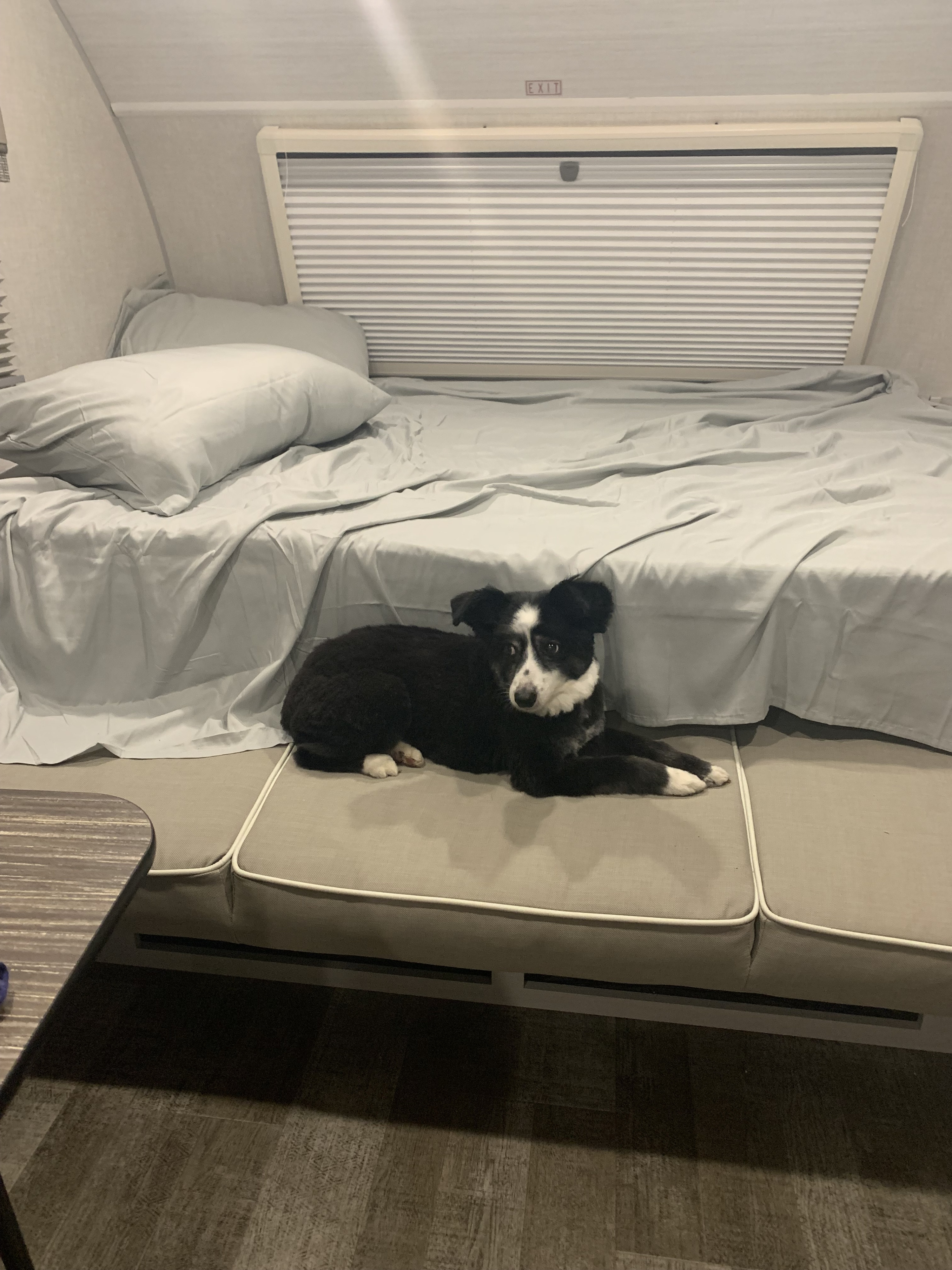 A happy black and white dog rests on grey cushions inside a comfortable RV rental, with a made-up bed in the background.. R-Pod R-Pod Trailer 2022