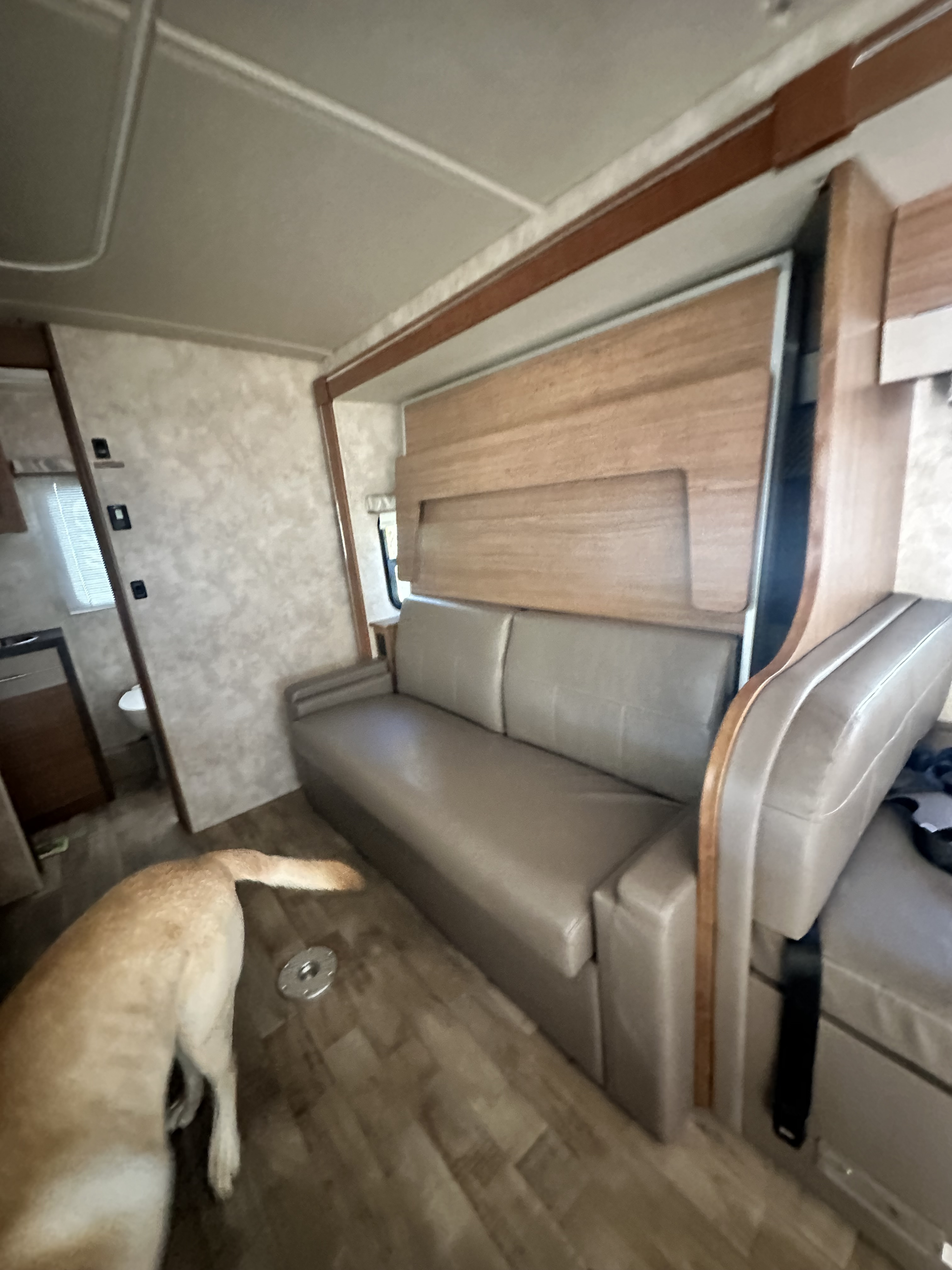 RV rental interior with a pull-out sofa bed, wood paneling, and a golden dog. Functional space for travel comfort.. Winnebago View 2018