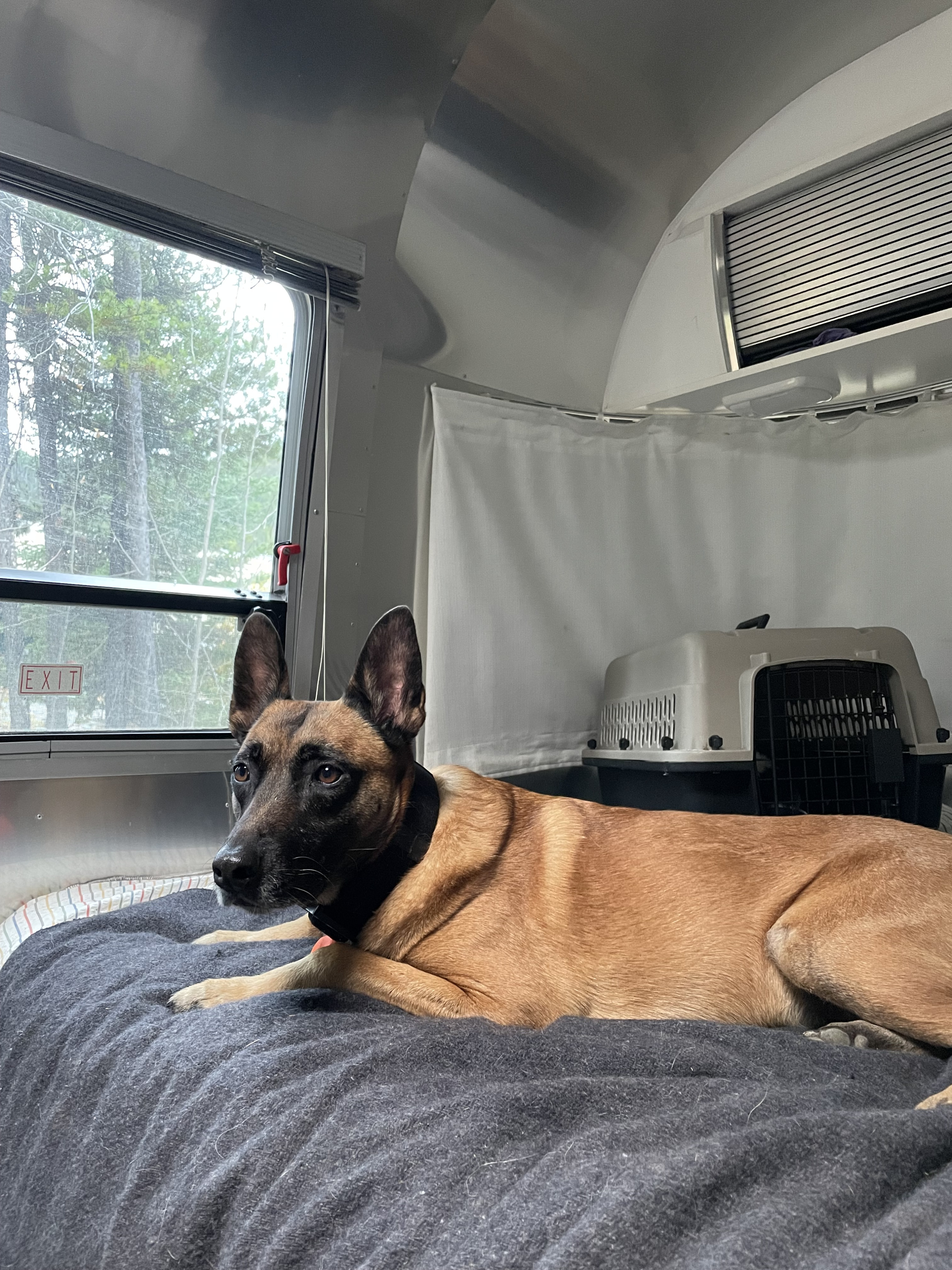 Dog relaxes in a pet-friendly rv rental, looking out the window at trees. Cozy travel interior for your furry friend.. Airstream Sport 2016