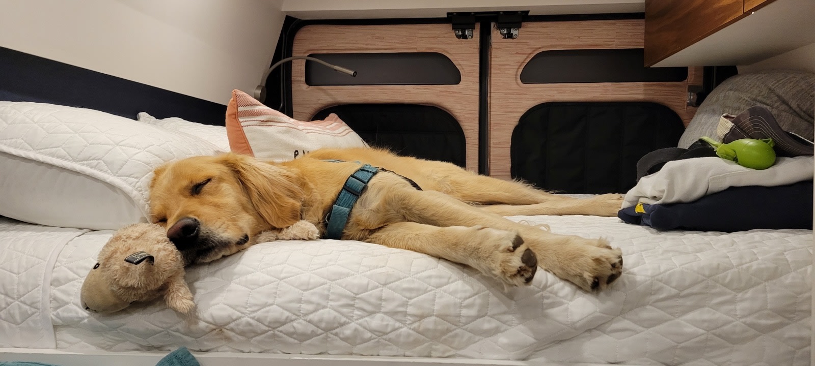 A golden retriever sleeps soundly with its sheep toy on a comfortable bed within an RV rental, highlighting the cozy travel space.. RAM Promaster 3500 2021