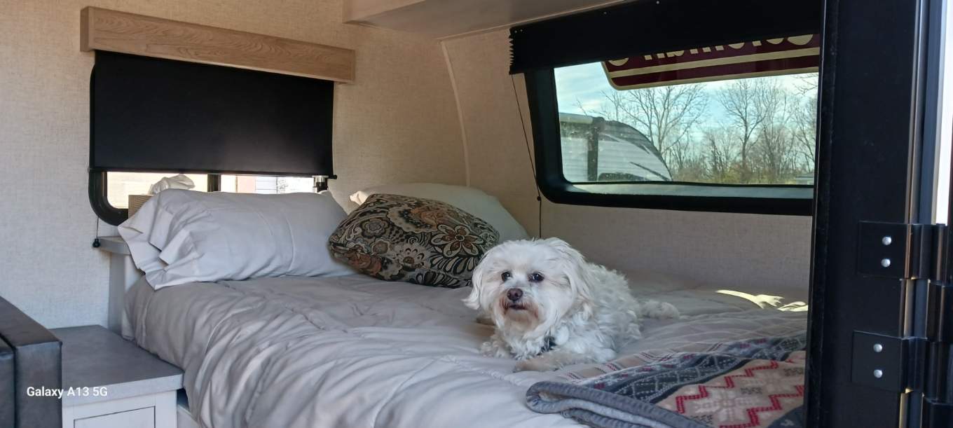 Cozy RV rental bedroom with a white dog resting on the bed. Windows show trees outside.. Dutchmen Coleman Rubicon 2021