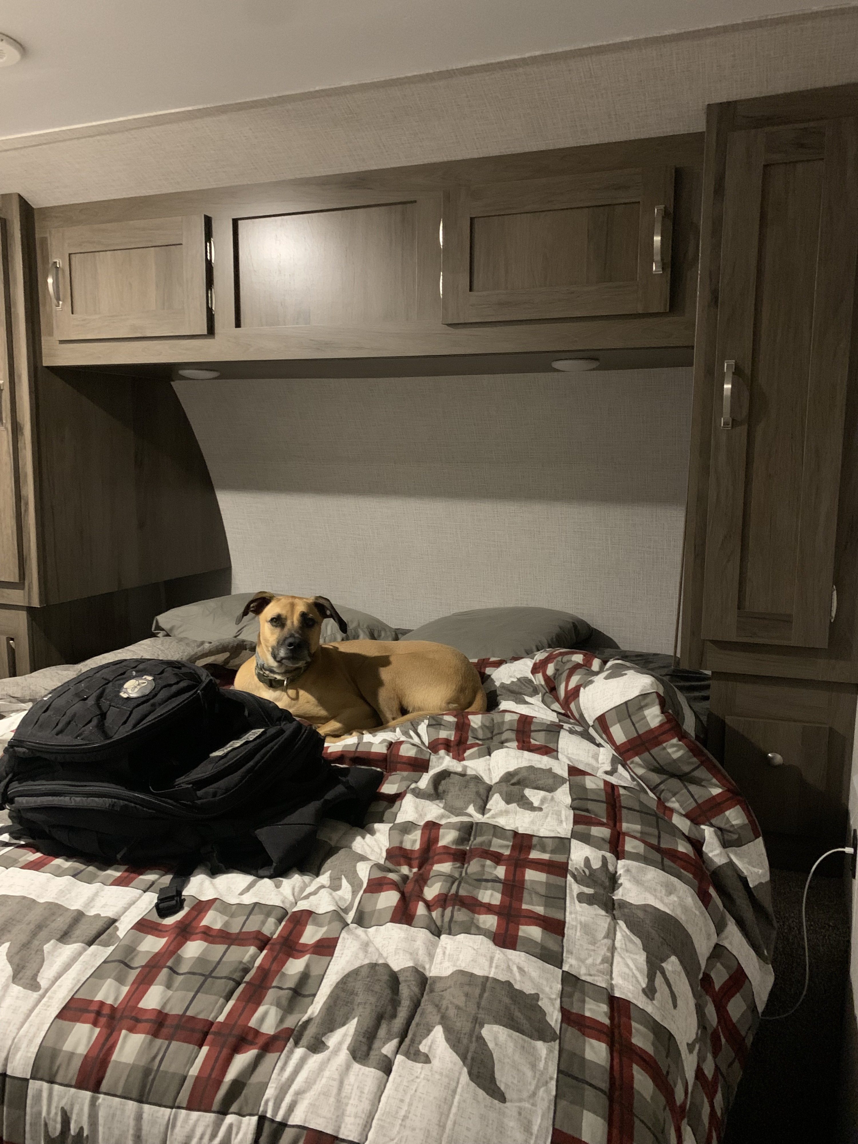 Cozy RV rental bedroom with a relaxed tan dog and black backpack on a bear-patterned comforter.. East to West Della Terra 2021