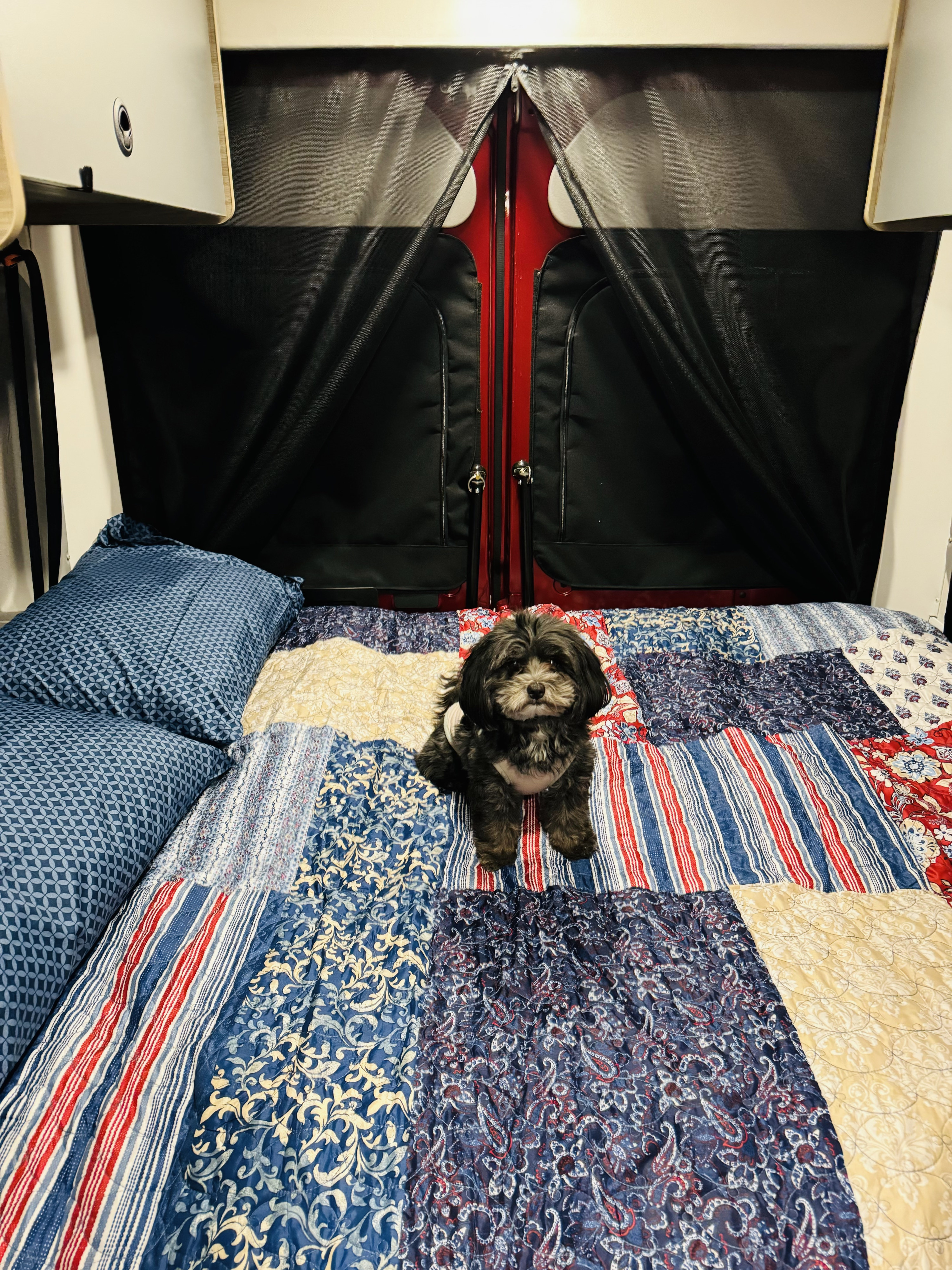 A cute fluffy dog on a colorful patchwork bed inside an RV rental, with mesh screens on the rear doors and pillows.. Winnebago Solis 2023