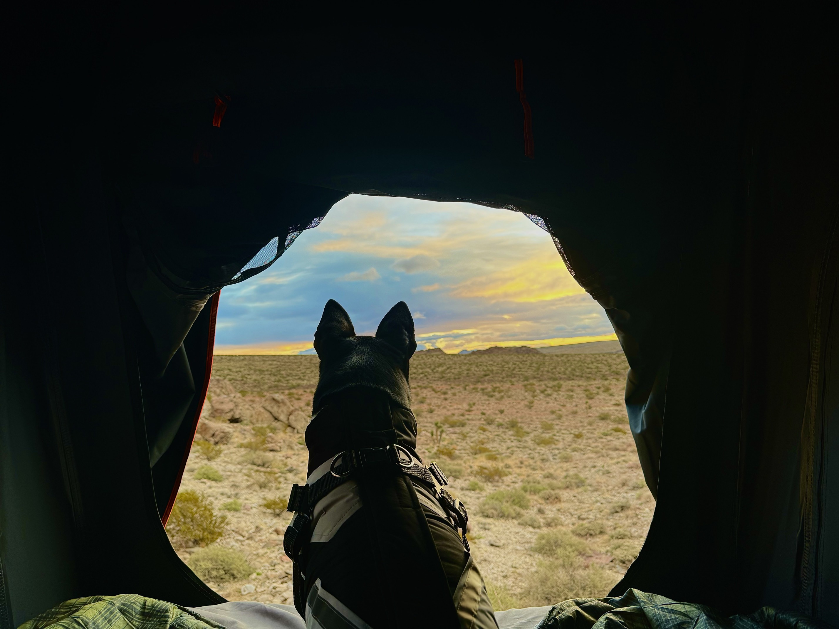 We are pet friendly!  Just add on the pet cleaning fee at the time of booking so we will know to add the rear pet seat cover in the truck. Toyota Tacoma 2021