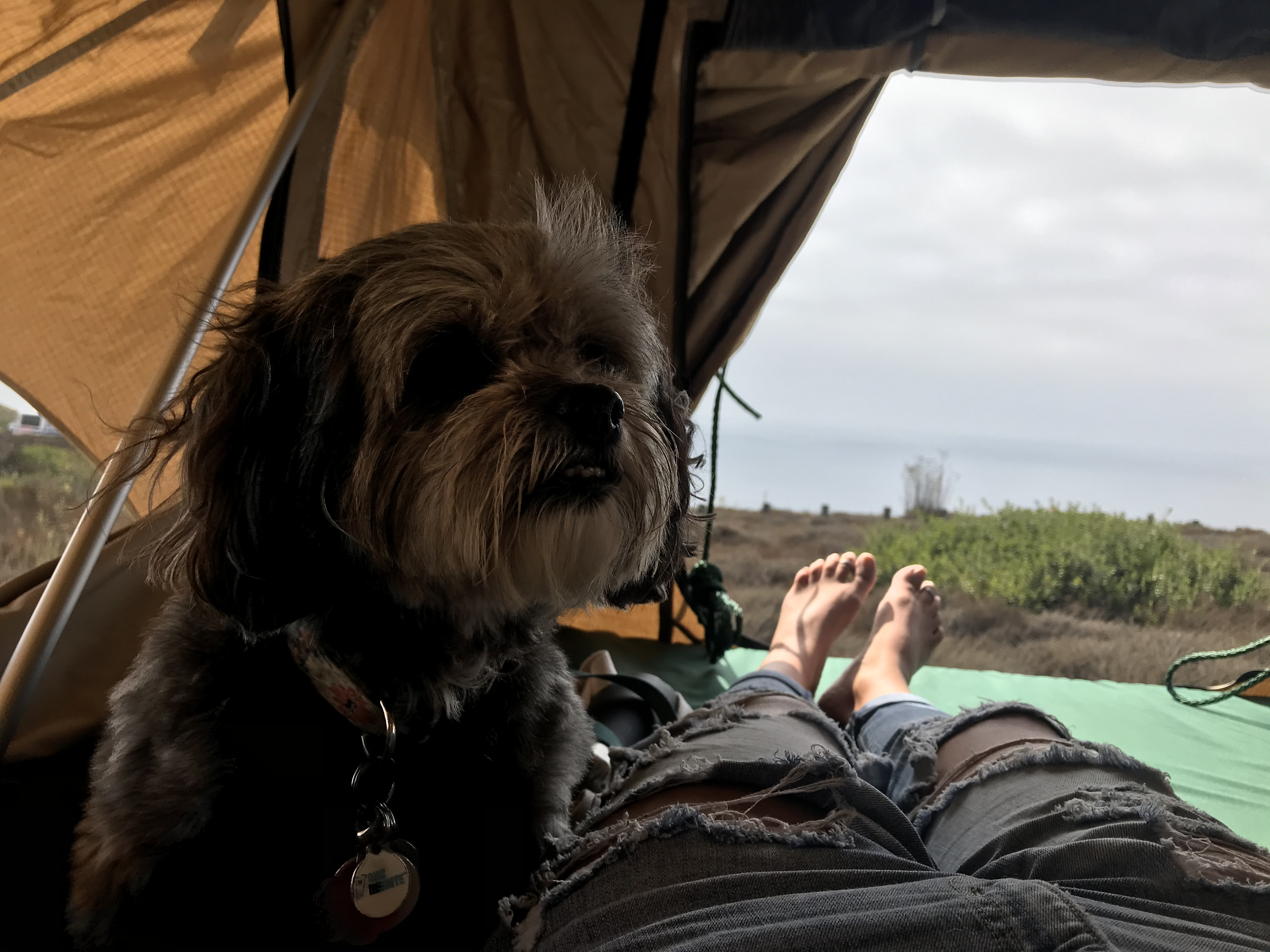 Our RV rental offers comfy views! Relaxing with my fluffy dog, legs up, overlooking the distant ocean/sky.. Jeep Patriot 2015