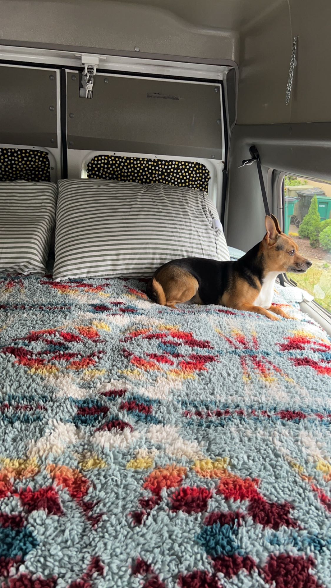 A small dog gazes from a colorful blanket in a comfy RV rental bed, enjoying the view from the van window.. Ford Econoline 150 2006