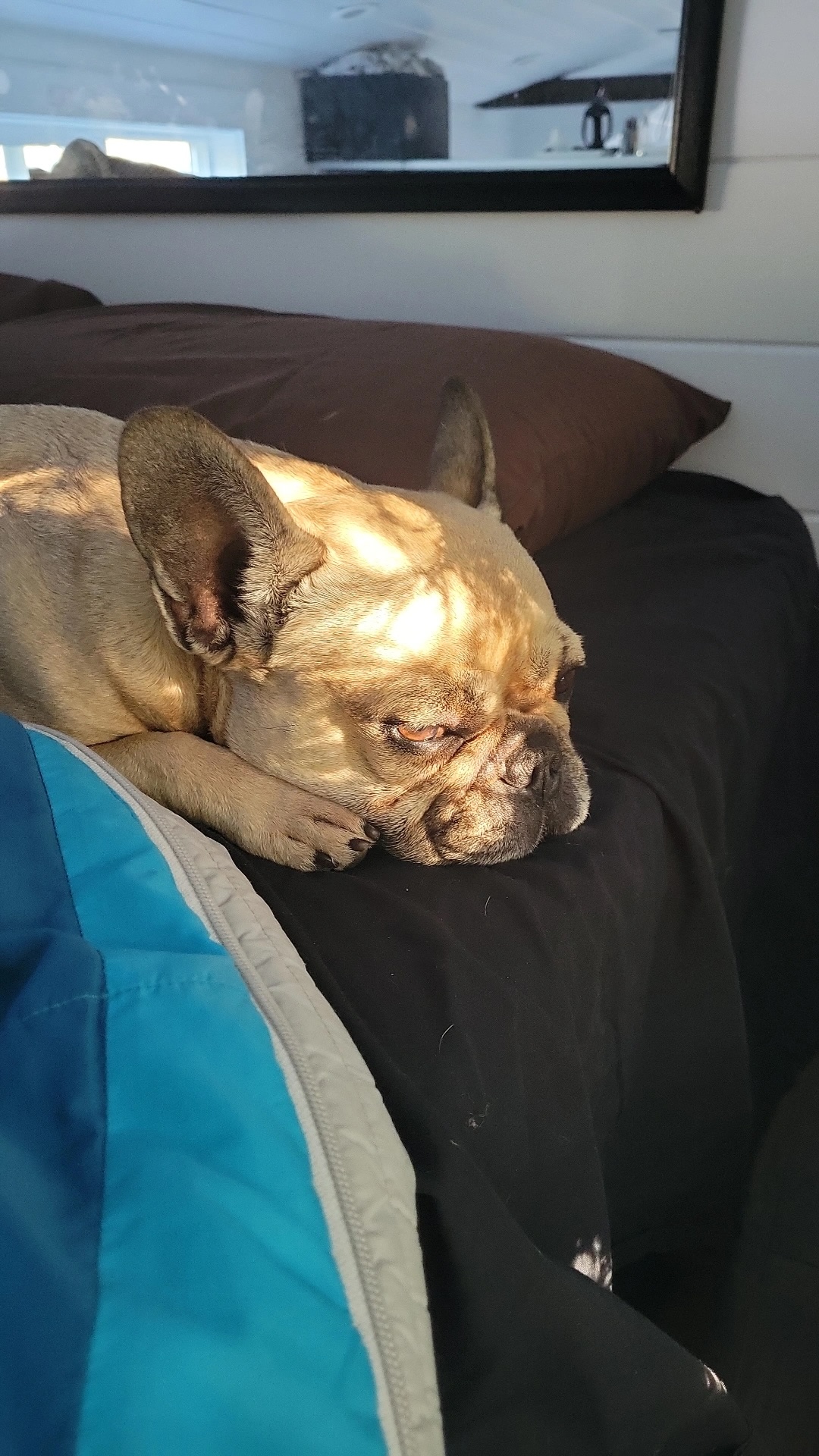 Sun-drenched French Bulldog snoozes soundly on an RV rental bed. Ultimate comfort for travel!. Mint Tiny Homes Tiny House 2021