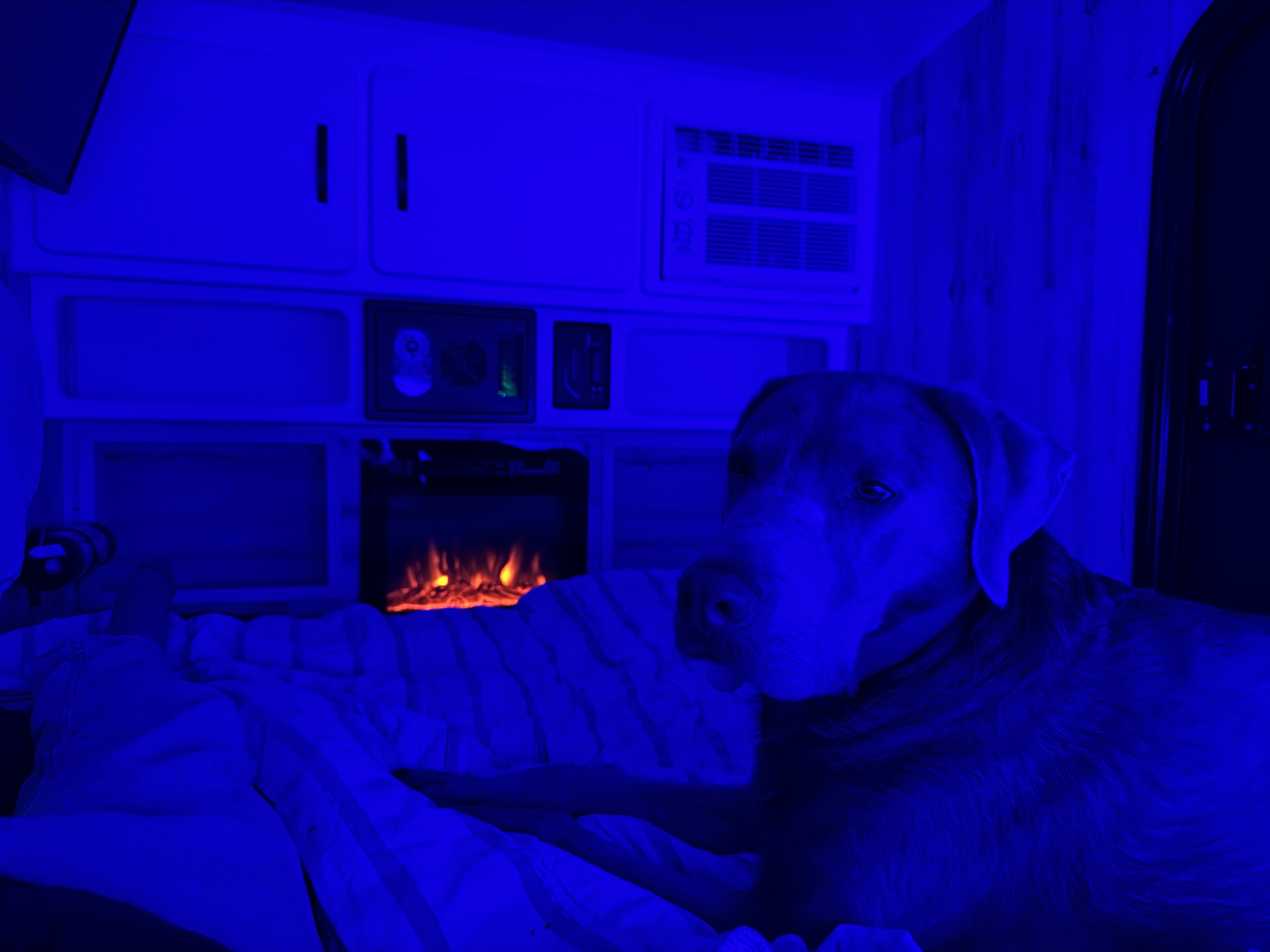 An RV rental interior glowing blue, featuring a dog resting comfortably by a warm electric fireplace.. Modern Little Buggy 12LRK 2025