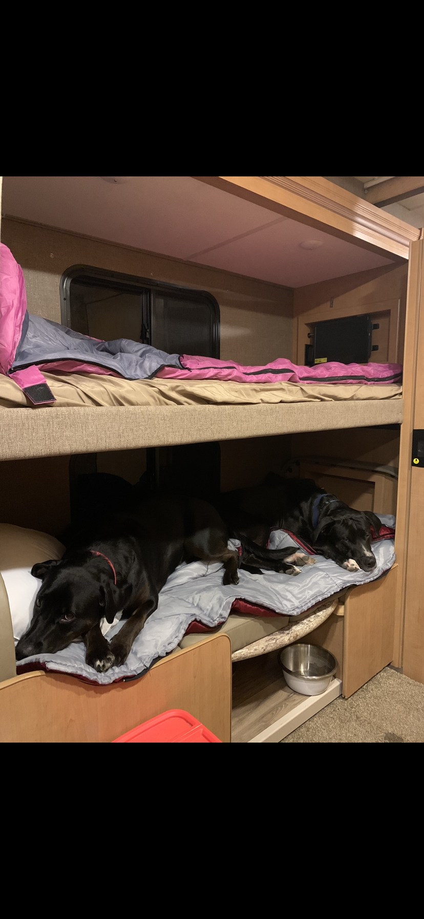 Two black dogs comfy in their RV rental lower bunk beds, with a pink sleeping bag on the top bunk.. Thor Four Winds 2018