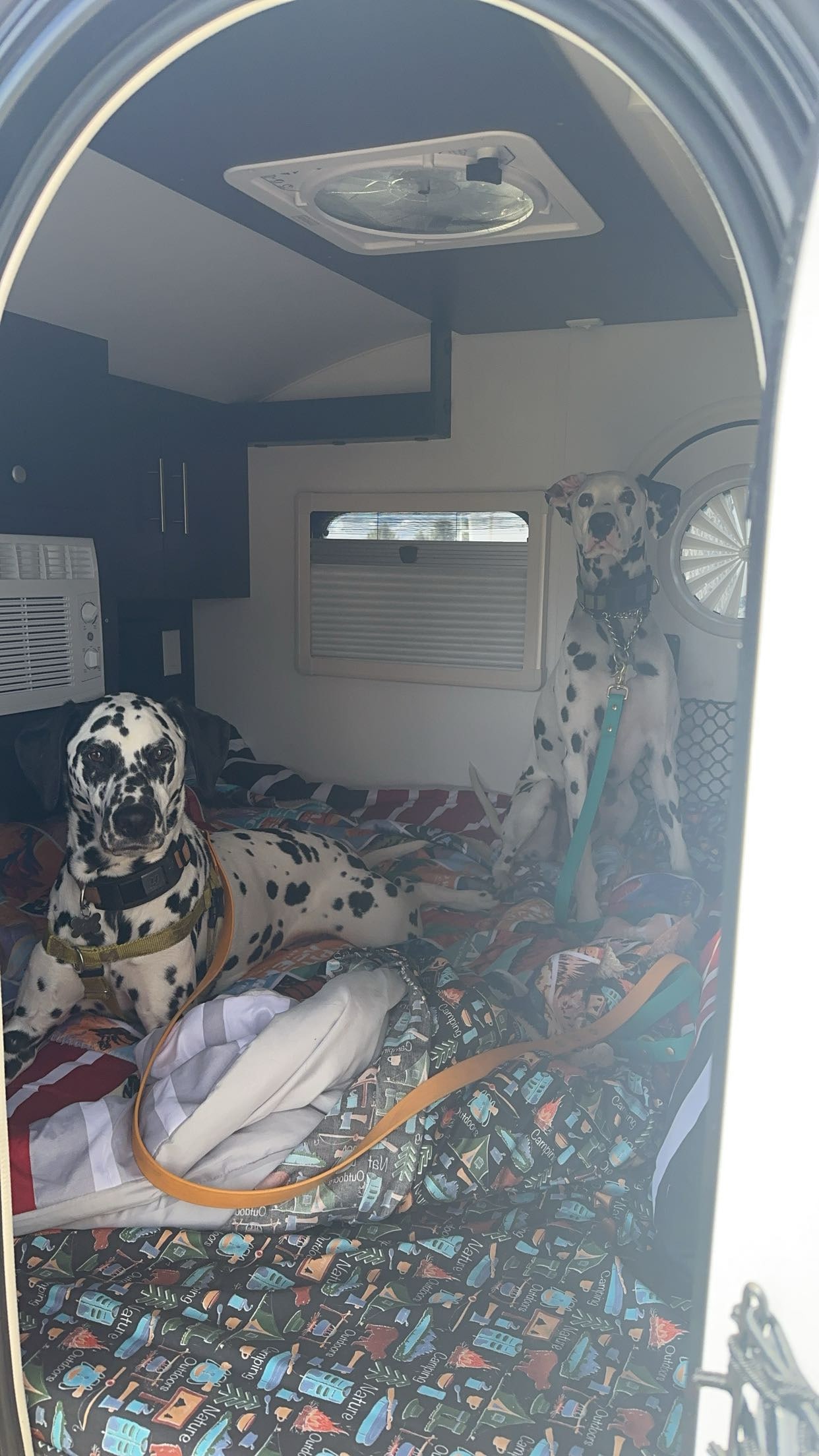 Two Dalmatians relax inside an RV rental, ready for adventure. Perfect for dog-friendly camping and travel!. nuCamp T@G 2023