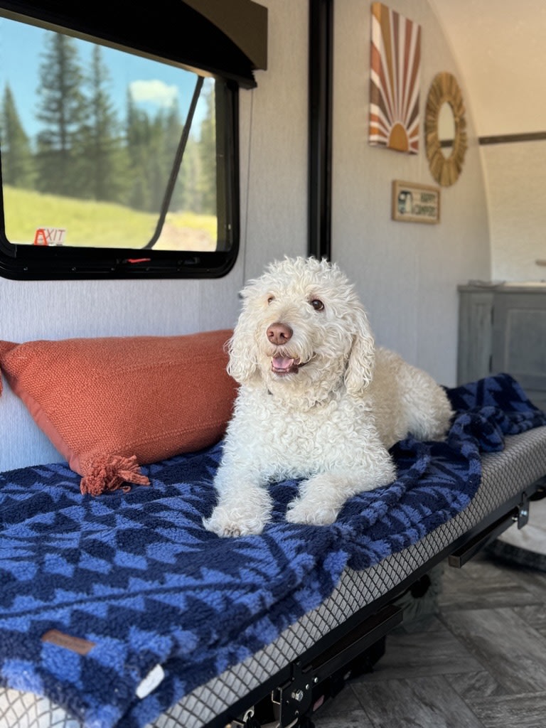 A fluffy white dog smiles, lounging inside a cozy RV rental. Scenic outdoor views from the window, perfect for pet travel.. Sunset Park RV SunRay 2024