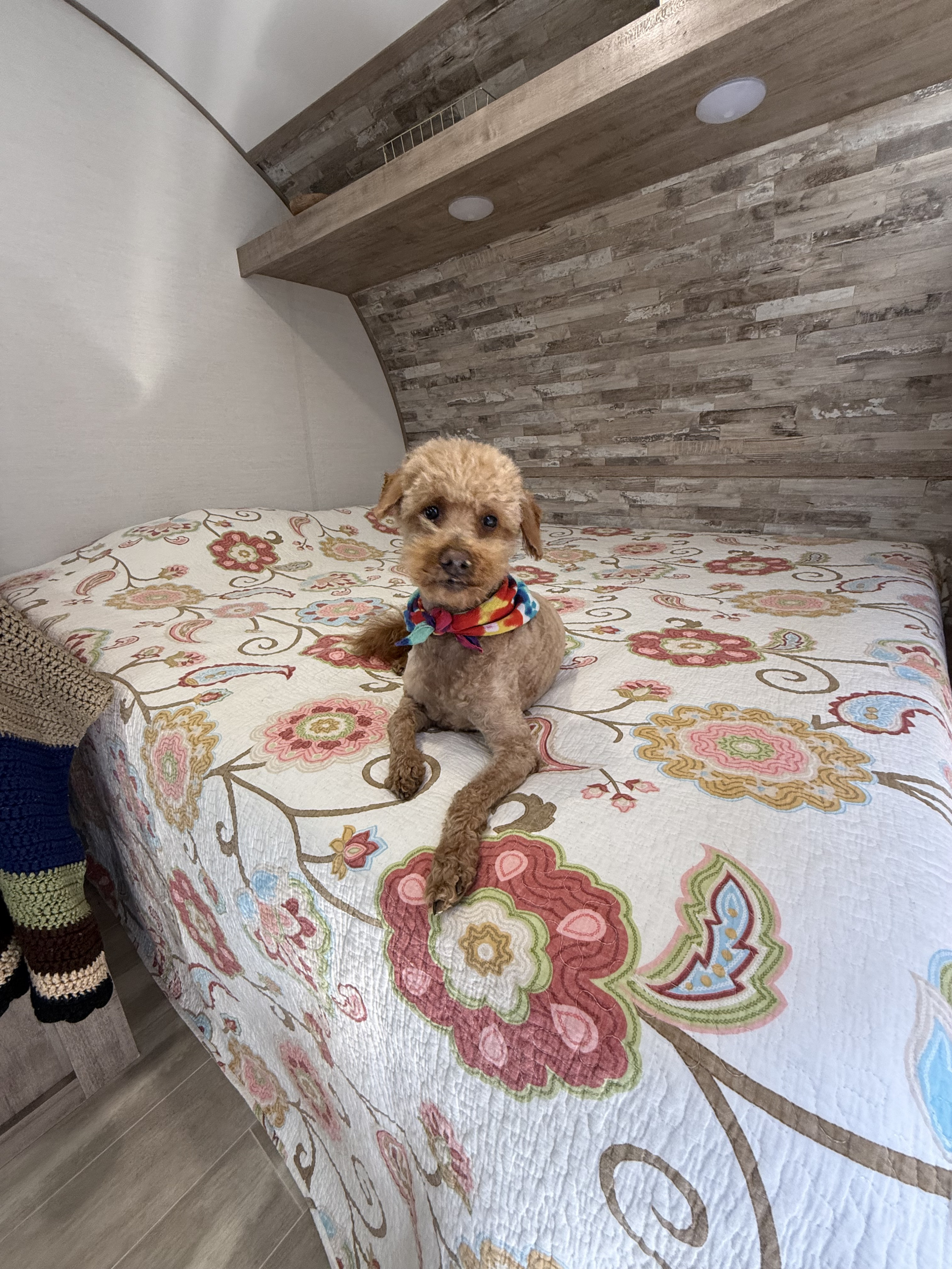 A brown dog wearing a colorful bandana lies on a floral quilt within a cozy RV rental bedroom.. Gulf Stream Enlighten 17BH 2025