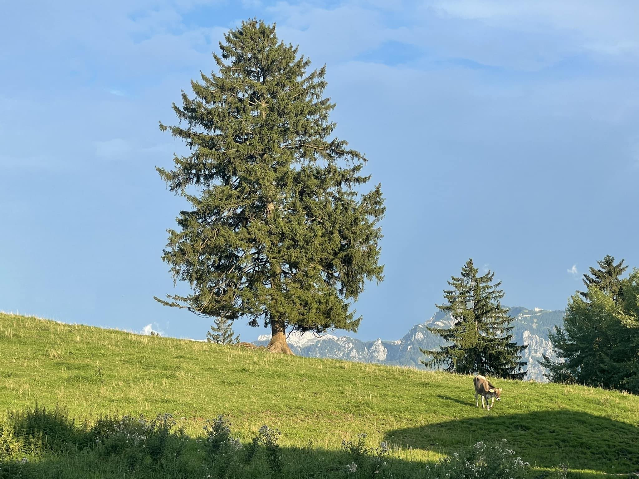 Owner Banner