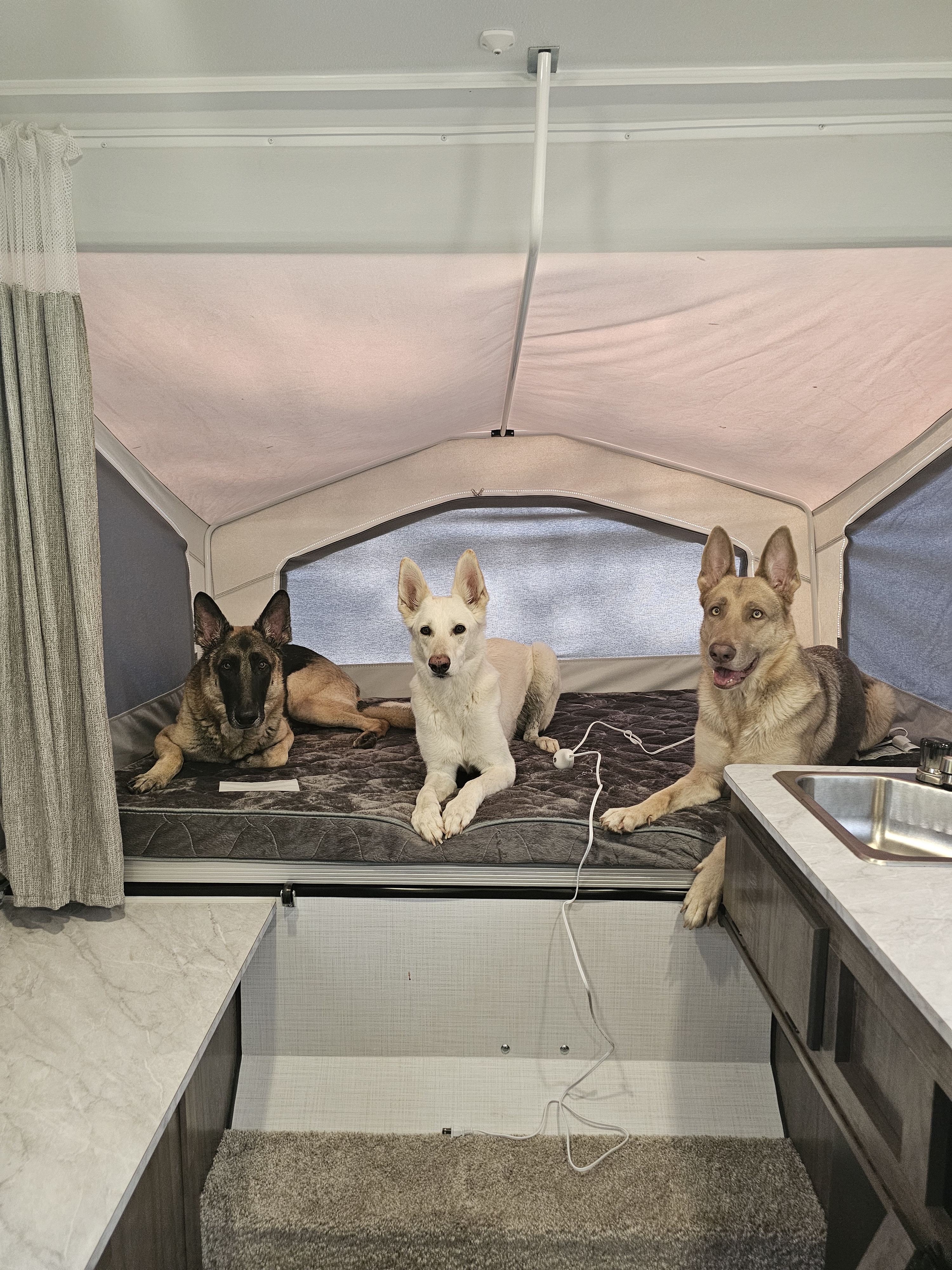Three happy dogs relax on a cozy bed inside an RV rental, making it a perfect dog-friendly camping adventure.. Forest River Rockwood LTD 2024