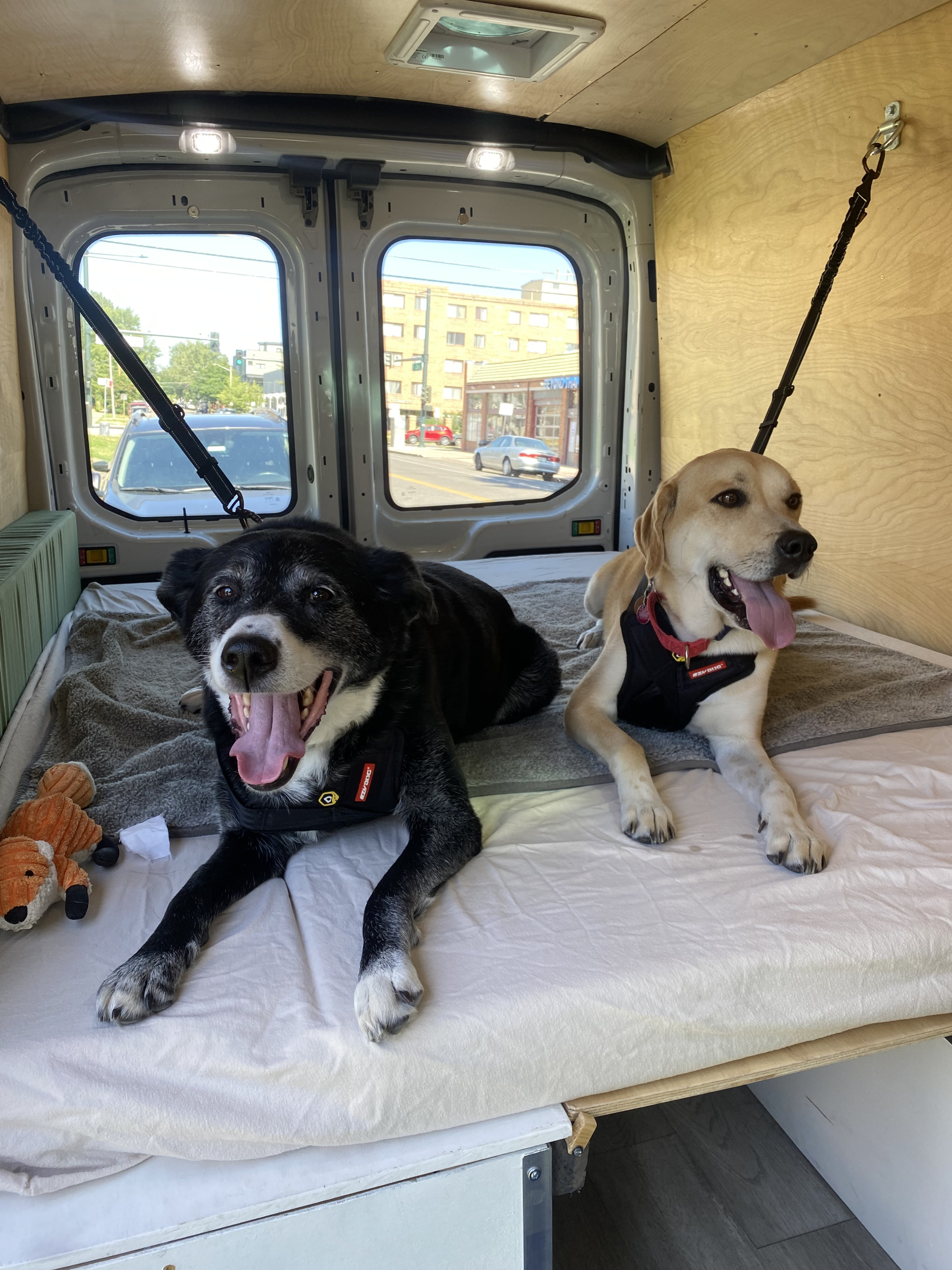 Two happy dogs on a cozy bed inside a custom RV rental, secured by leashes for a safe, pet-friendly adventure.. Ford Transit 2018