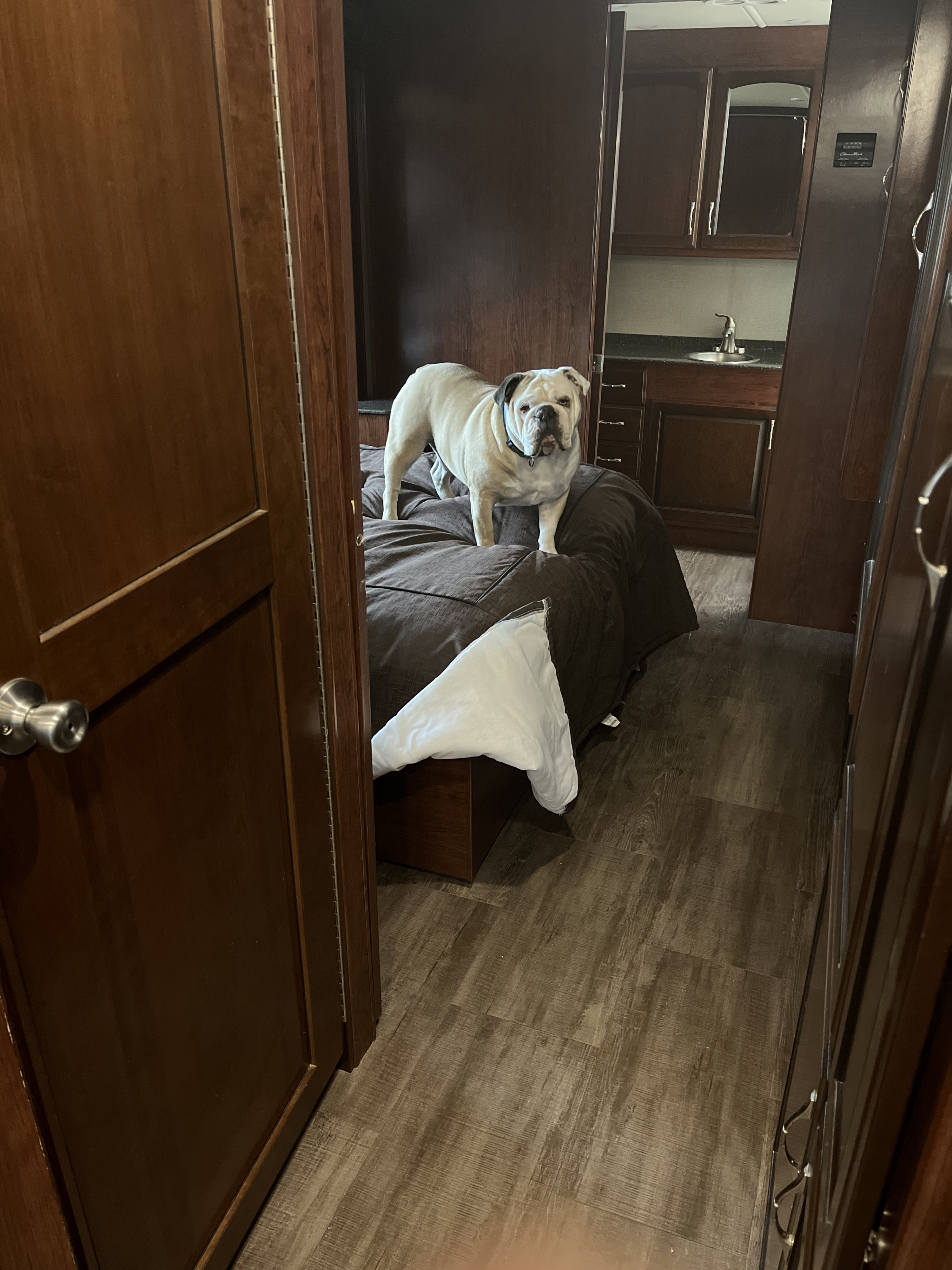 A charming light-colored bulldog stands on a dark bed inside a cozy RV rental, with a sink and cabinets visible.. Holiday Rambler Vacationer XE 2018