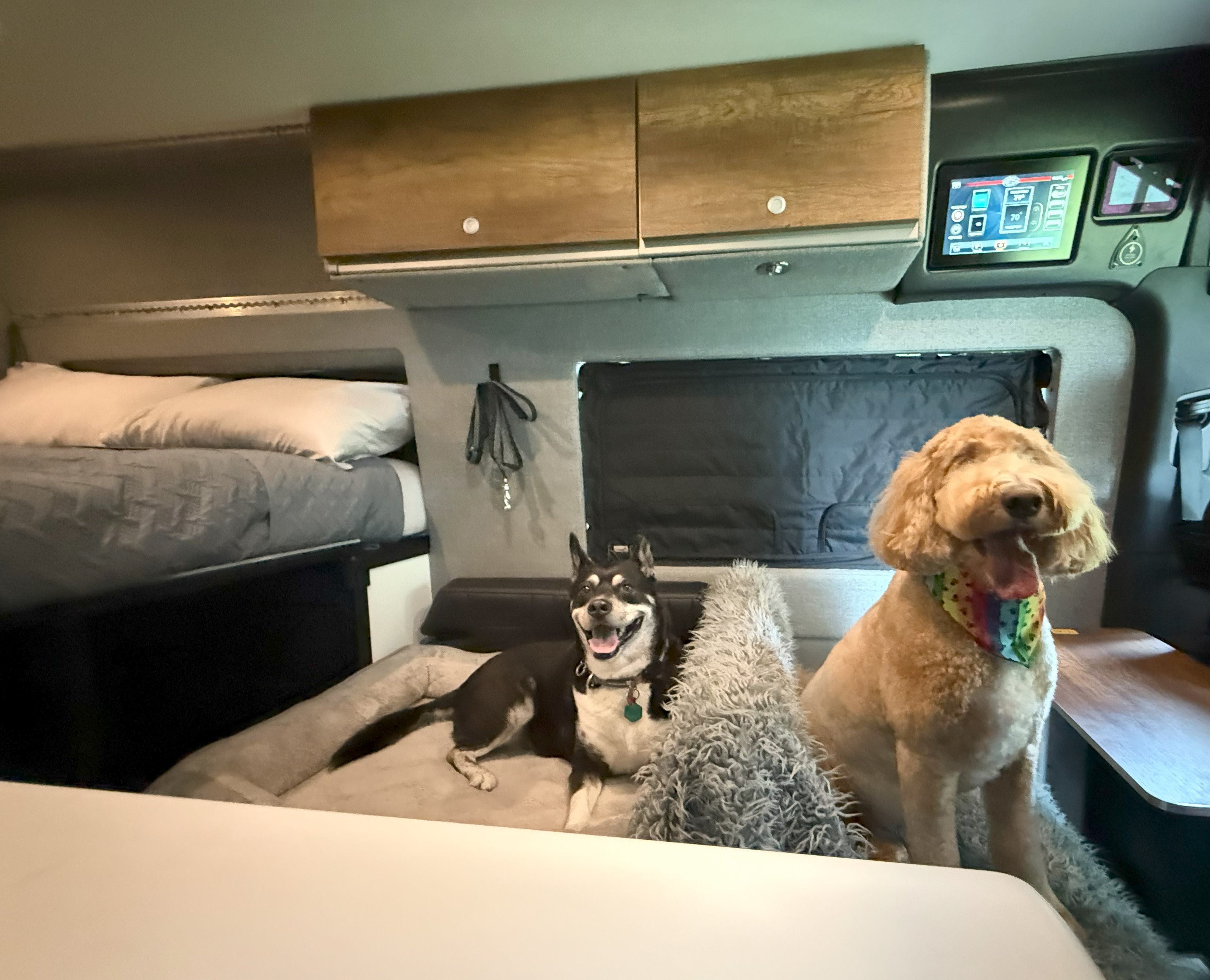 Two happy dogs relaxing in a cozy RV rental interior with a bed, overhead cabinets, and control screen visible.. Storyteller Overland Storyteller Overland Class B 2023
