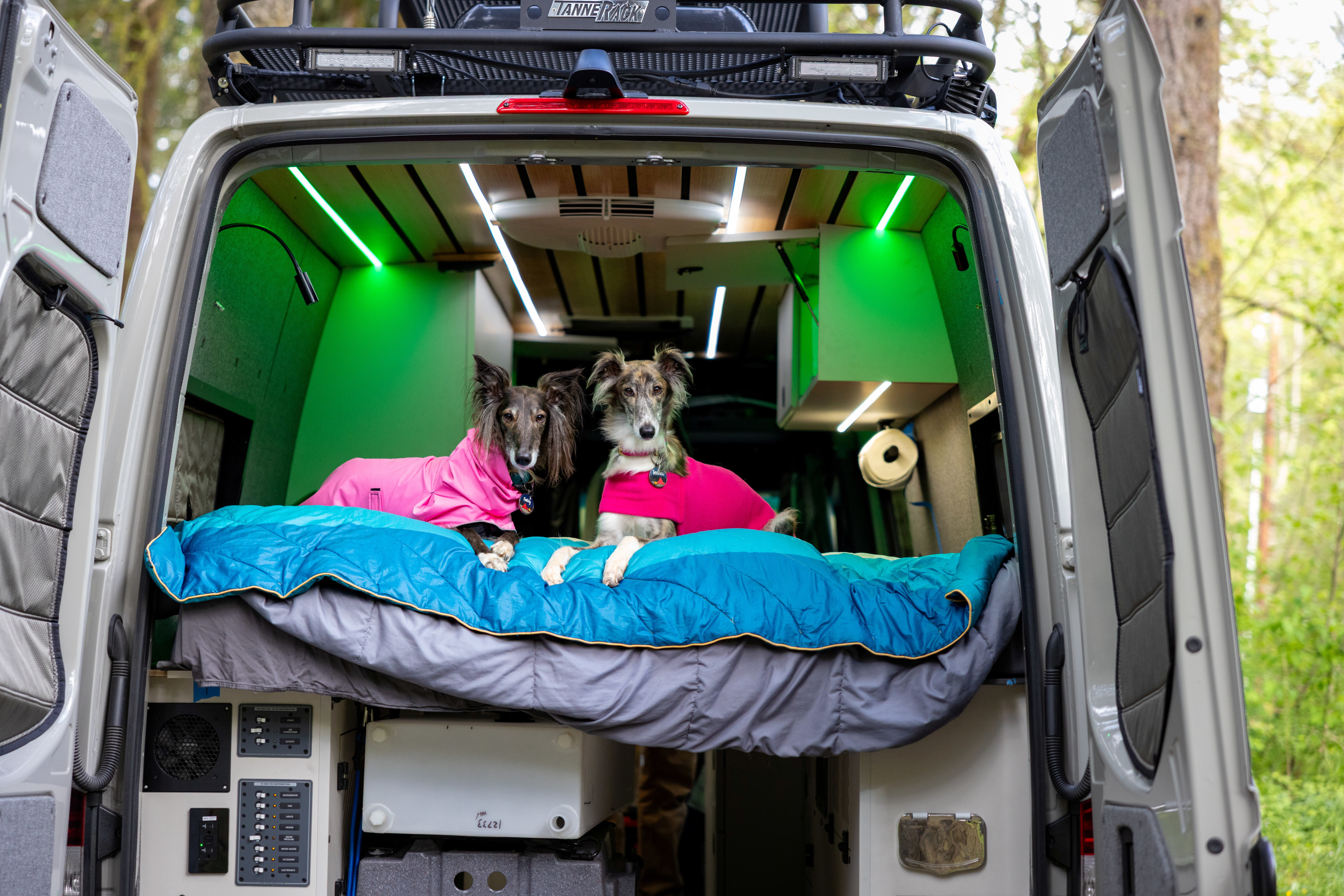 Two adorable dogs in pink coats relax on a bed inside a well-lit RV rental van, ready for a cozy adventure.. Mercedes-Benz Sprinter 2022