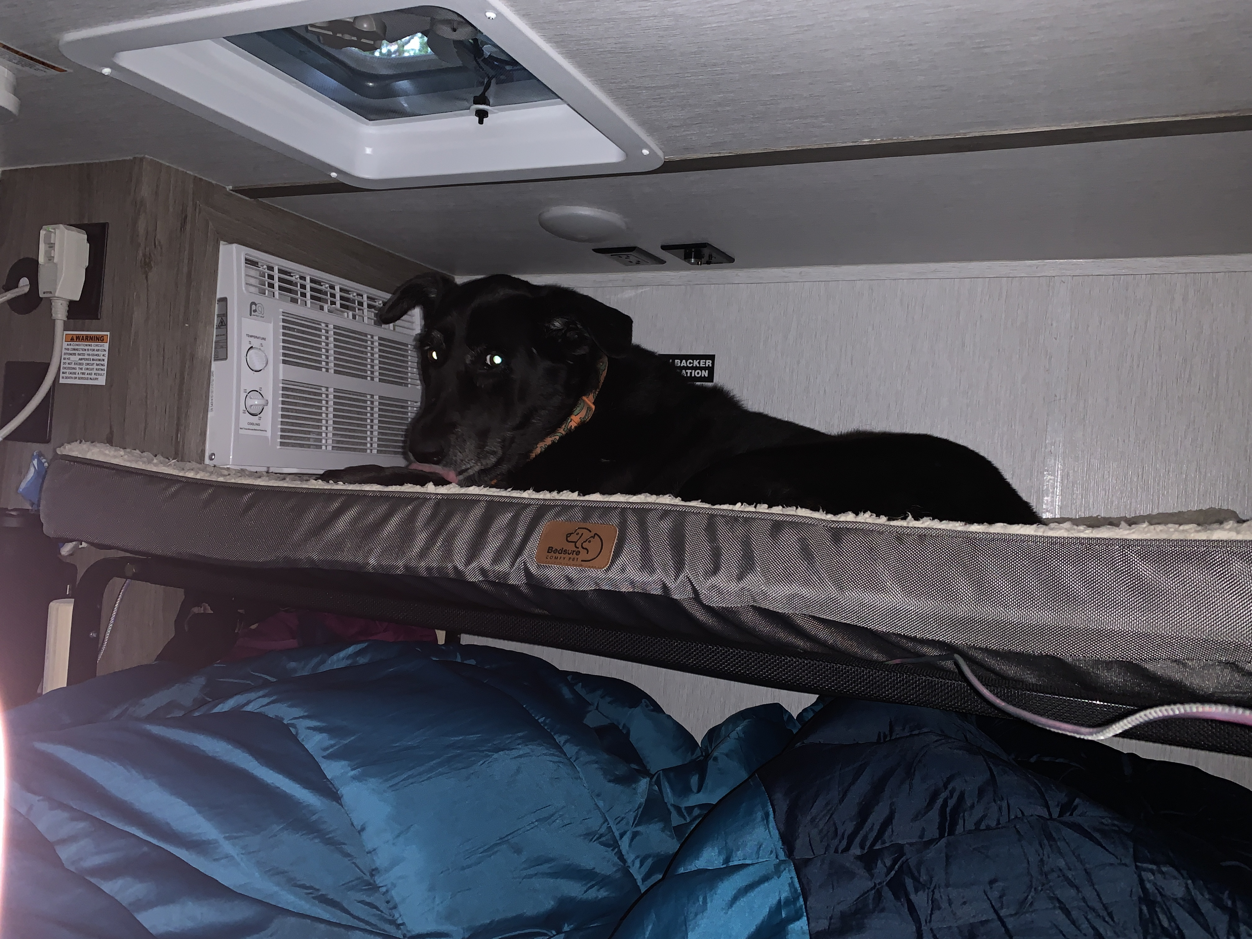 A black dog enjoys its elevated bed in an rv rental, with an AC unit providing comfort in its cozy space.. Sunset Park RV SunRay 2024