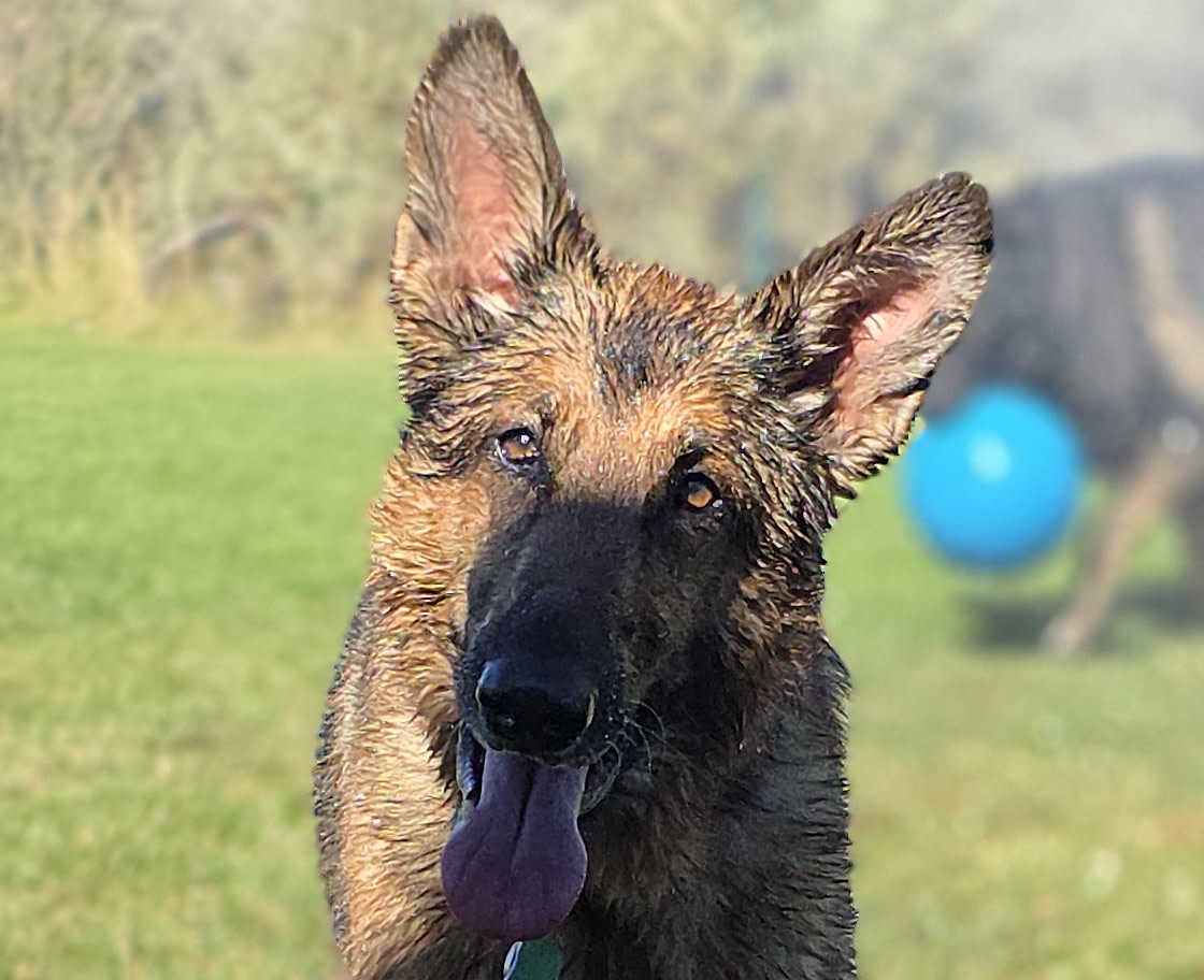 Owner Banner