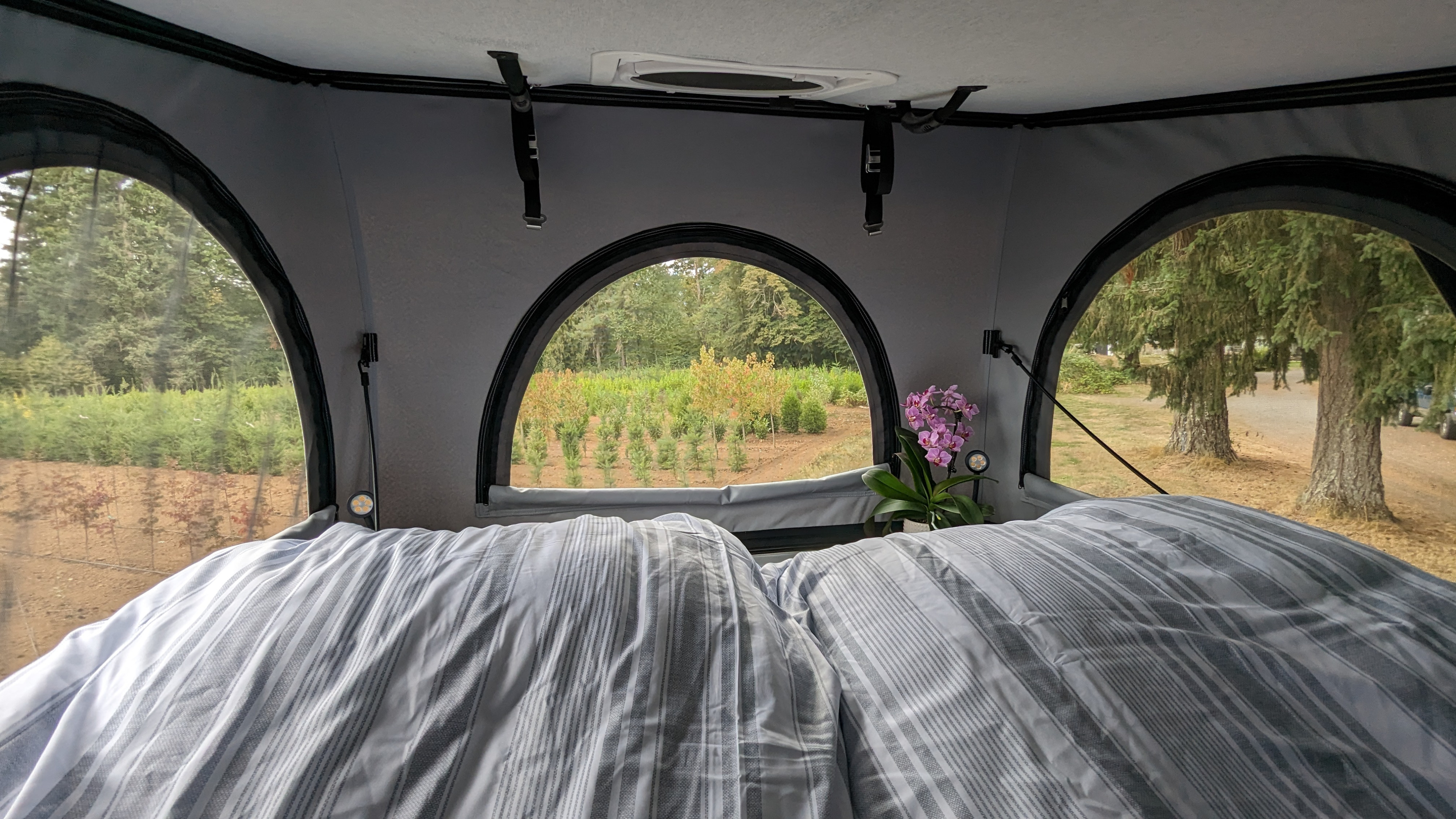 Cozy RV rental interior with striped bed, orchid plant, and nature views through arched windows. Perfect for camping!. Ford Custom Transit 2022